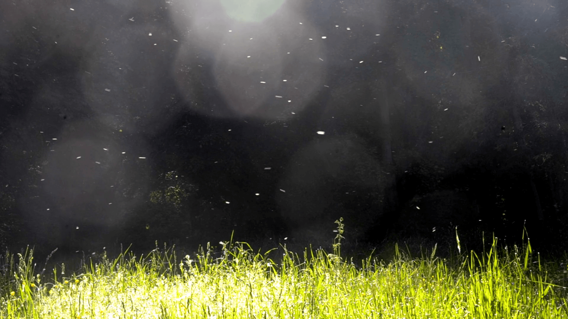 Poplar fluff flies over a lawn of green grass with a dark black