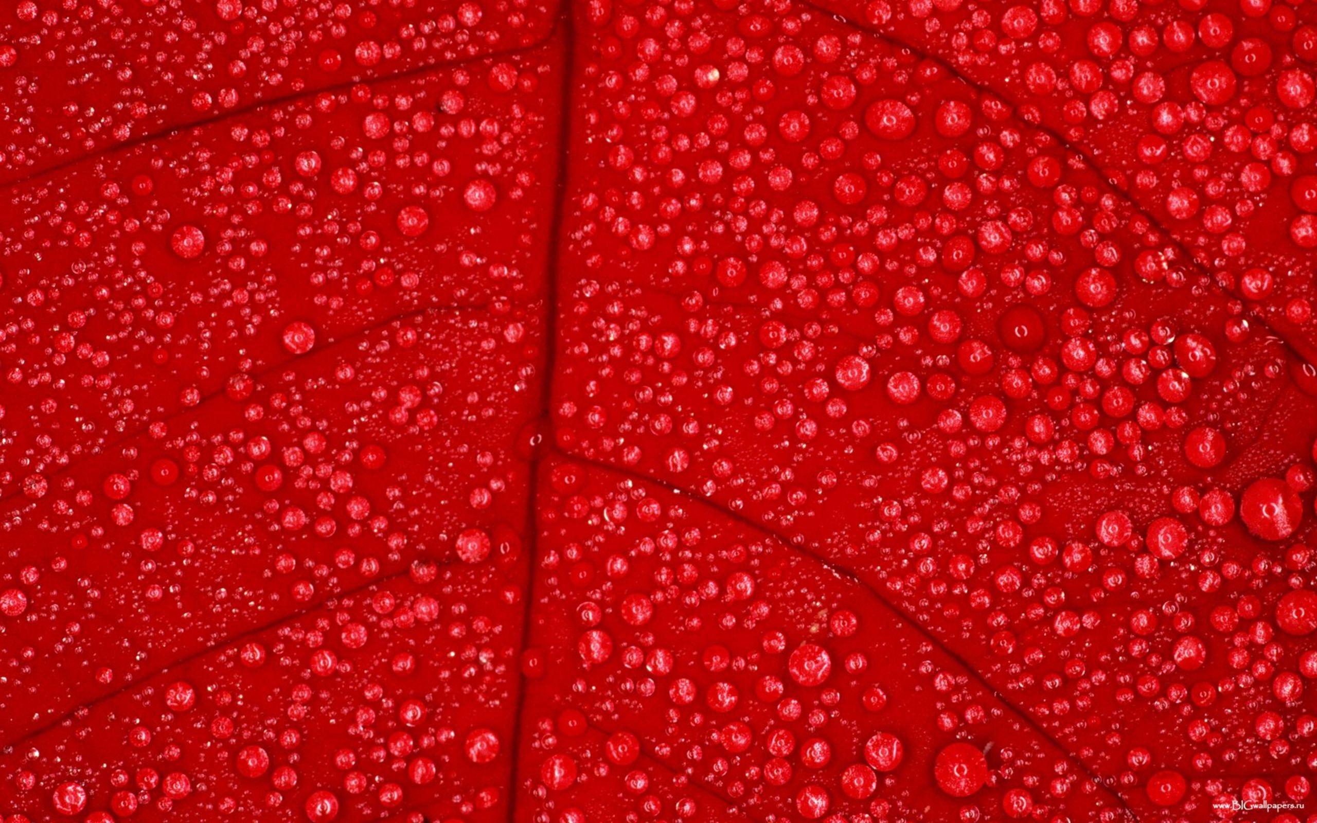 Red Leaf With Water Drops Wallpaper, Wallpaper13.com
