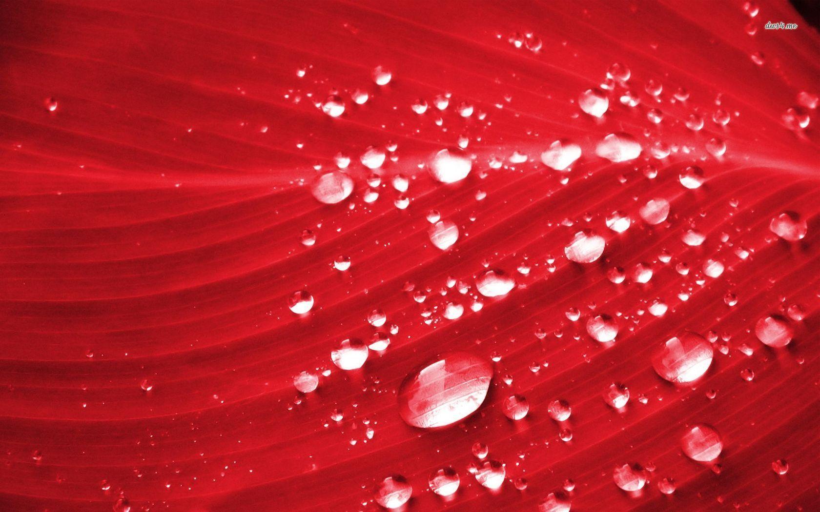 7367 Water Drops On Red Leaf 1680×1050 Photography Wallpaper
