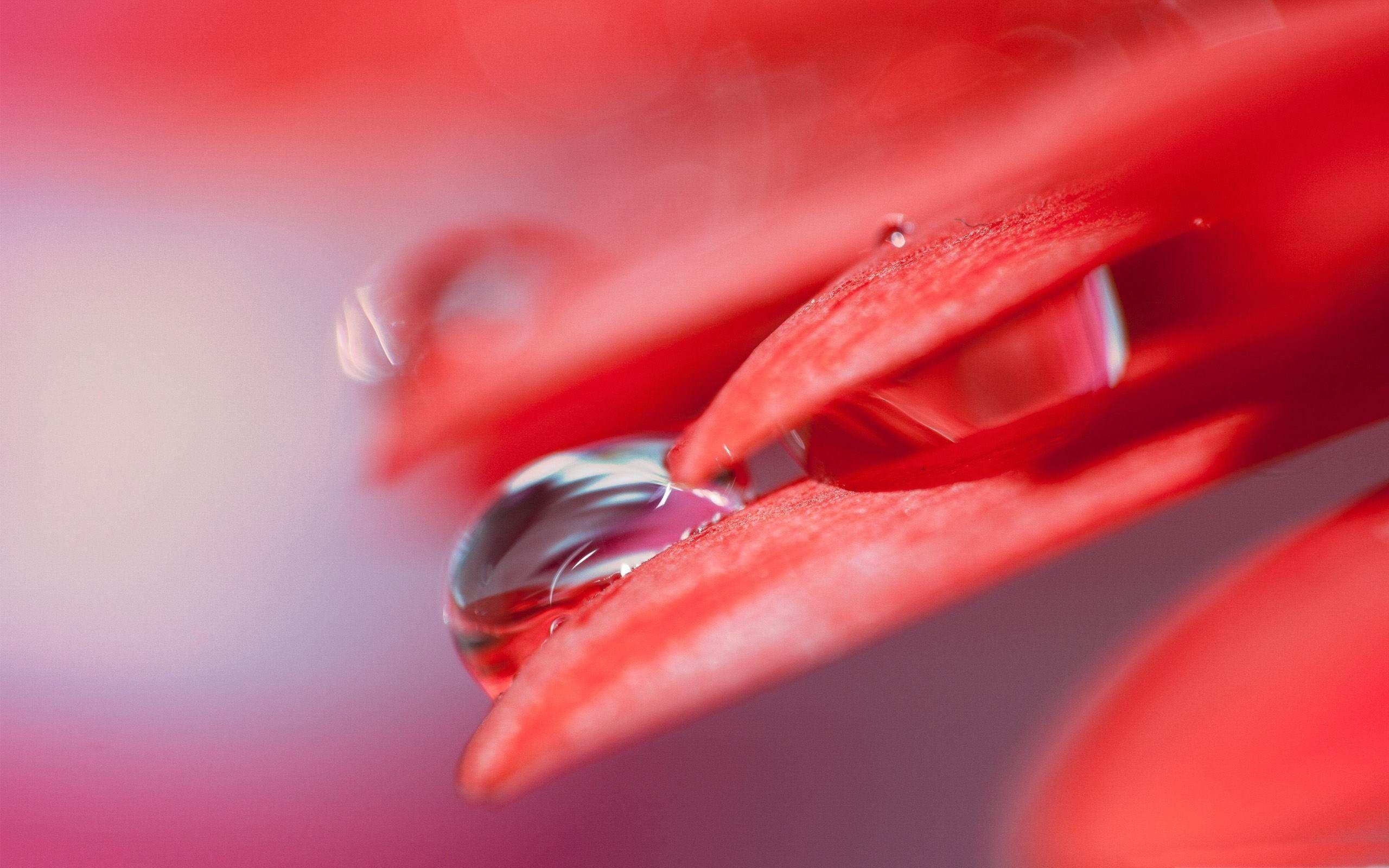 Macro photo of red petaled flower with water droplet HD wallpaper