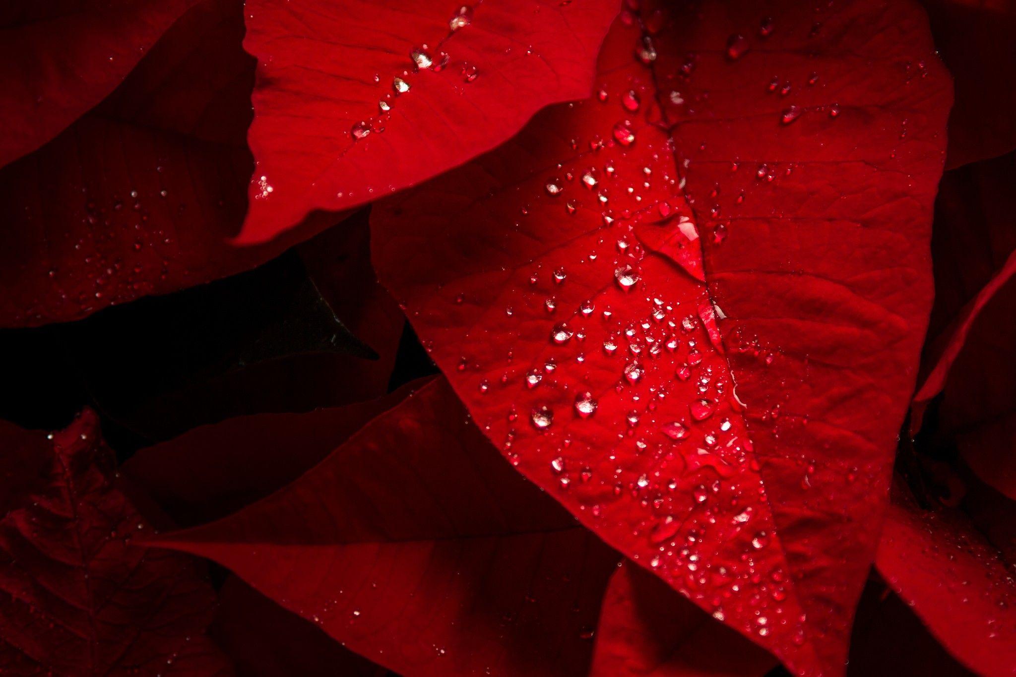 Water, water drop, leaves, red, photography wallpaper. photography