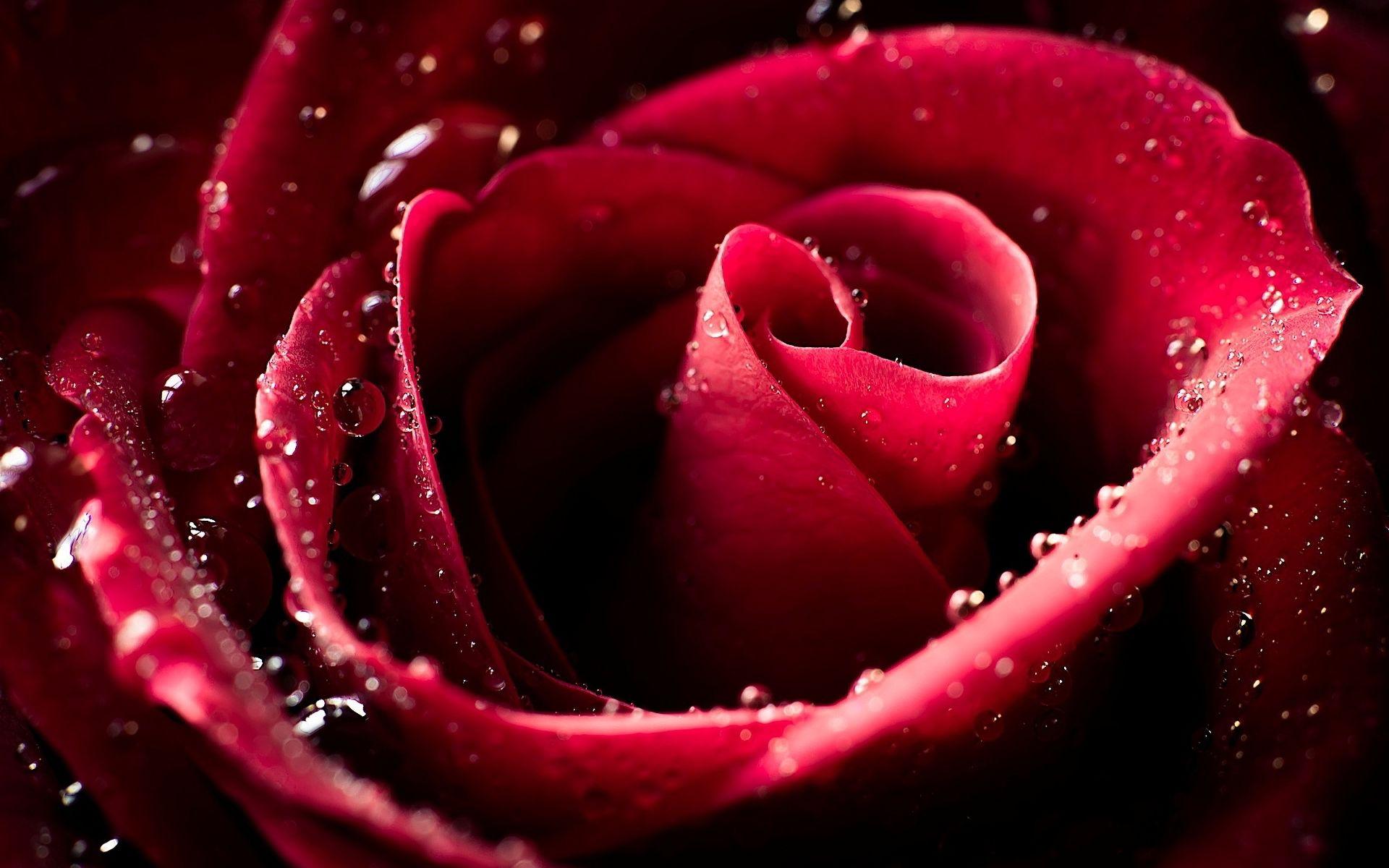 Red rose water drops