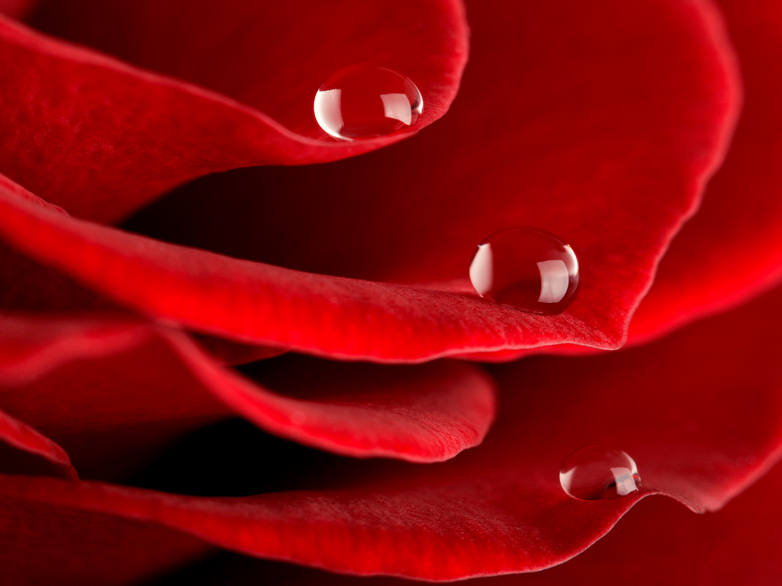 Rose With Water Drops Wallpaper