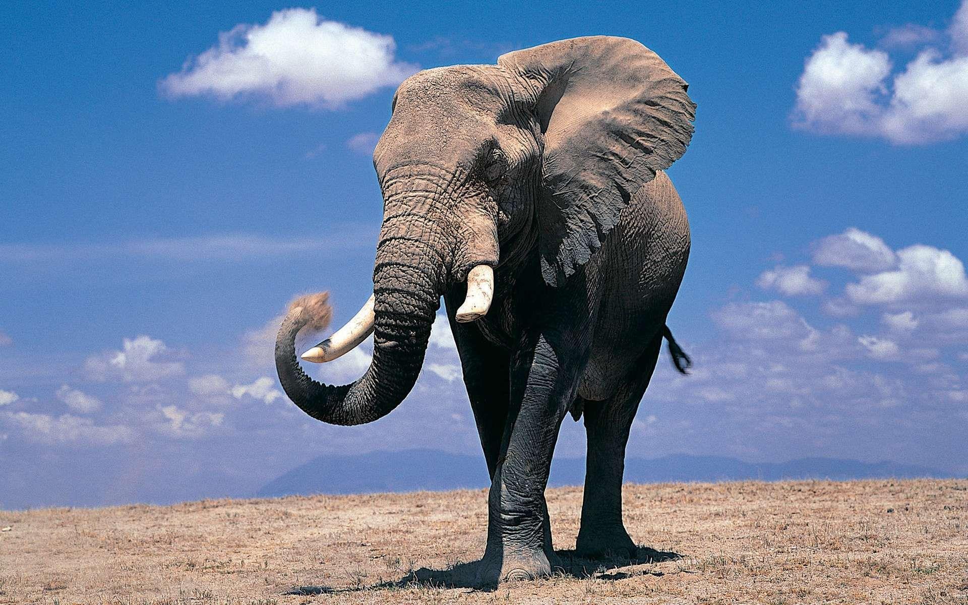Elephant HD Wallpaper Background Wallpaper 1280×800 Elephant