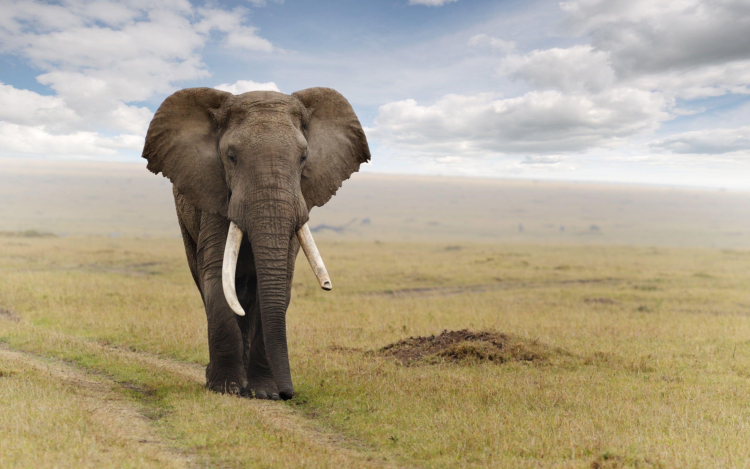 Gray elephant HD wallpaper