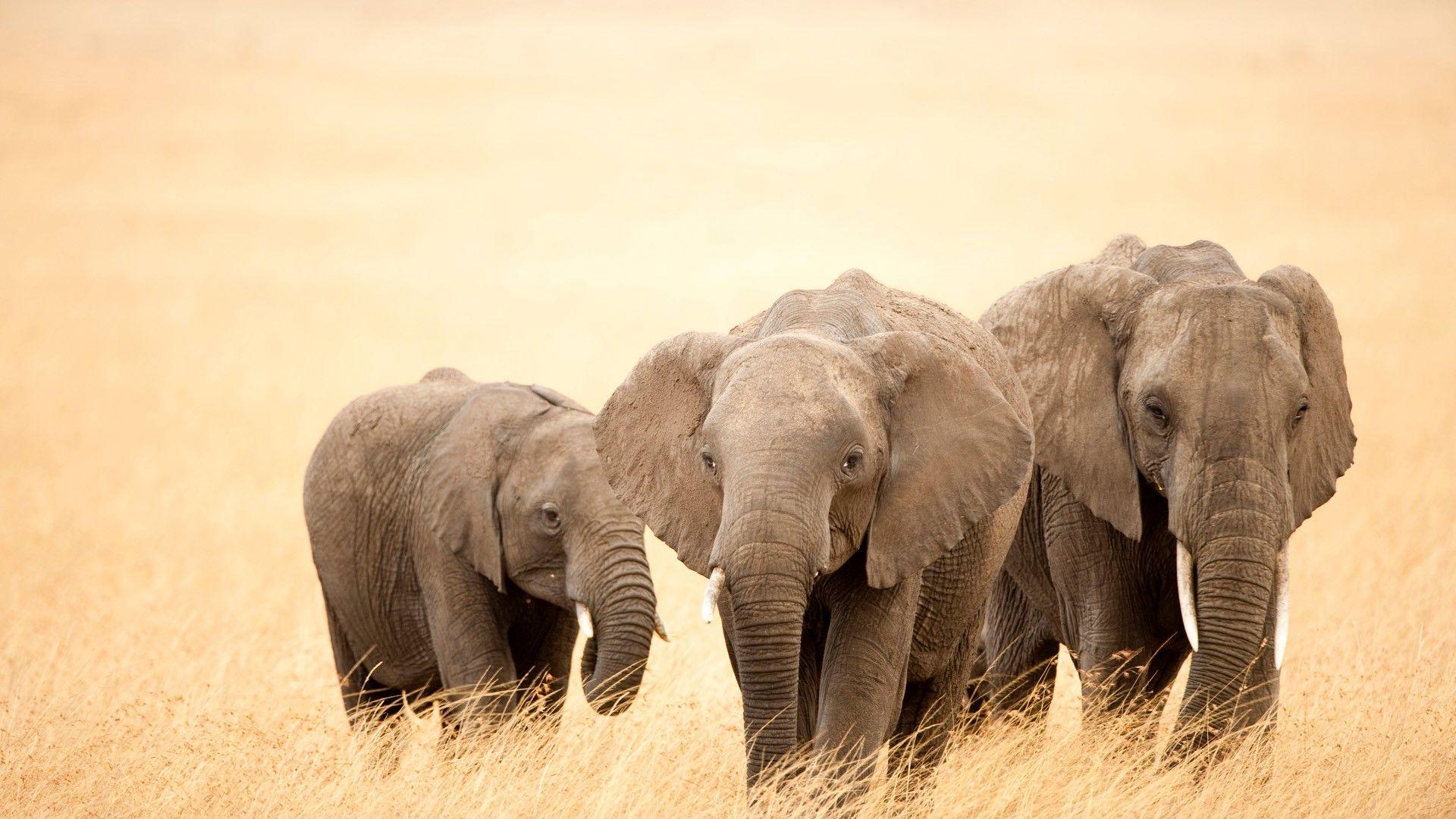 Beautiful Big Three Elephants walking on Dry Grass Wallpaper. HD
