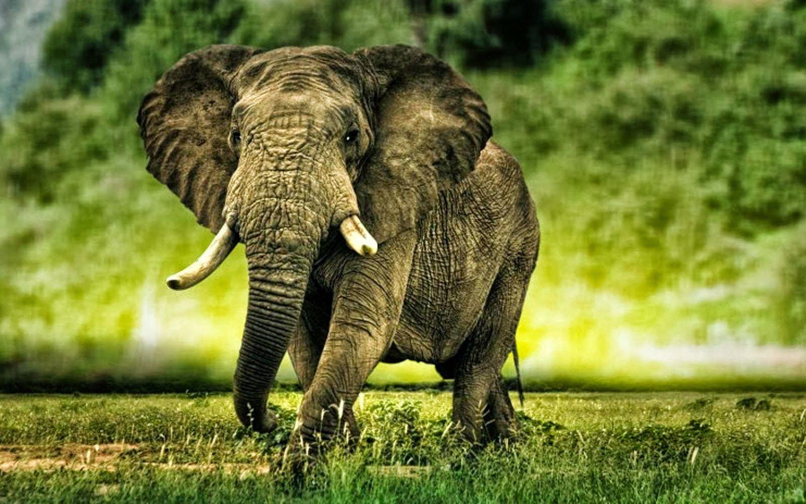 FLOWERS 4 YOU: AFRICAN ELEPHANTS HD WALLPAPERS