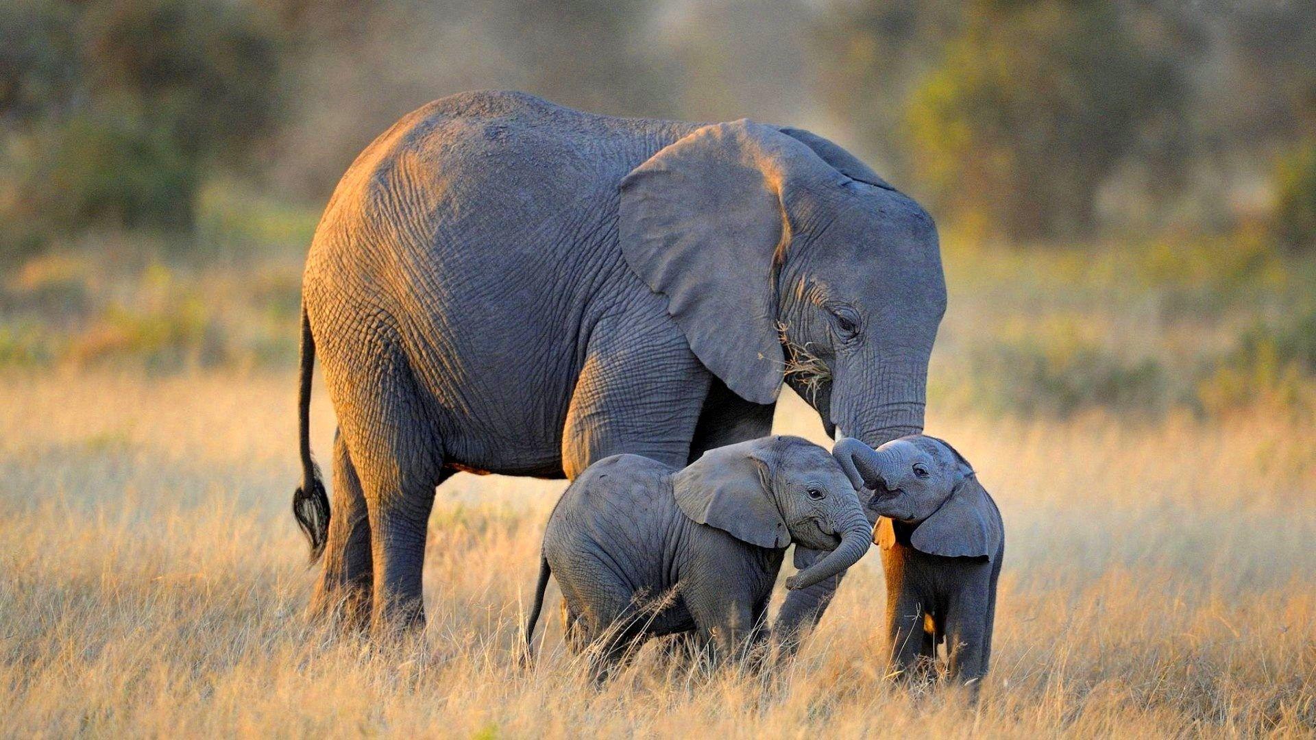 Elephant Photo HD Pics. Beautiful image HD Picture & Desktop