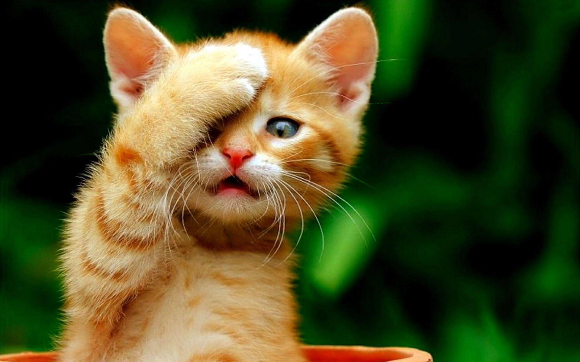 3D cute cat HD #wallpaper