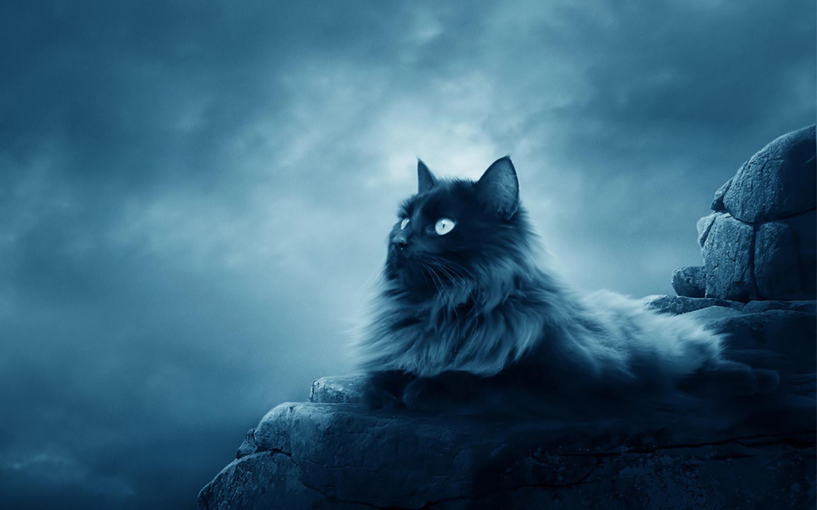 Maine Coon Beautiful Cat Wallpaper HD Image Background