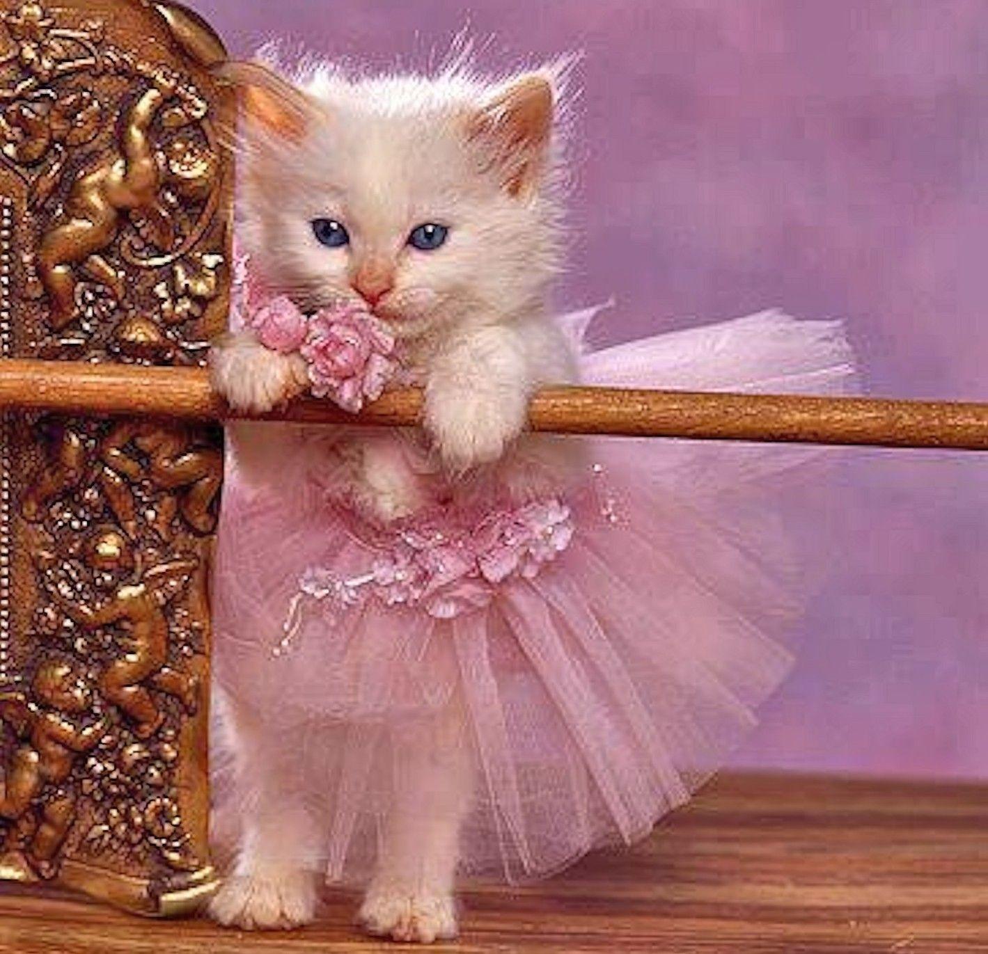 Cats Tutu Sweet Share Cute Cat 3D Wallpaper Of Cats HD 16:9 High