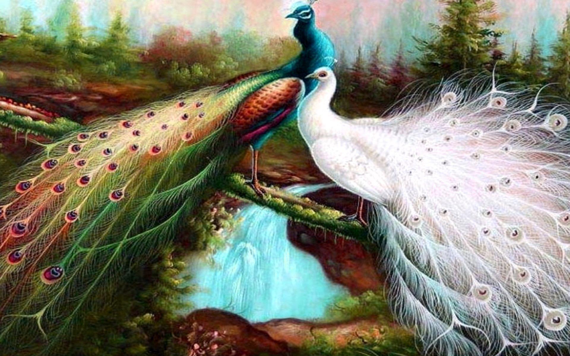 love peacock wallpaper, peacock wallpaper