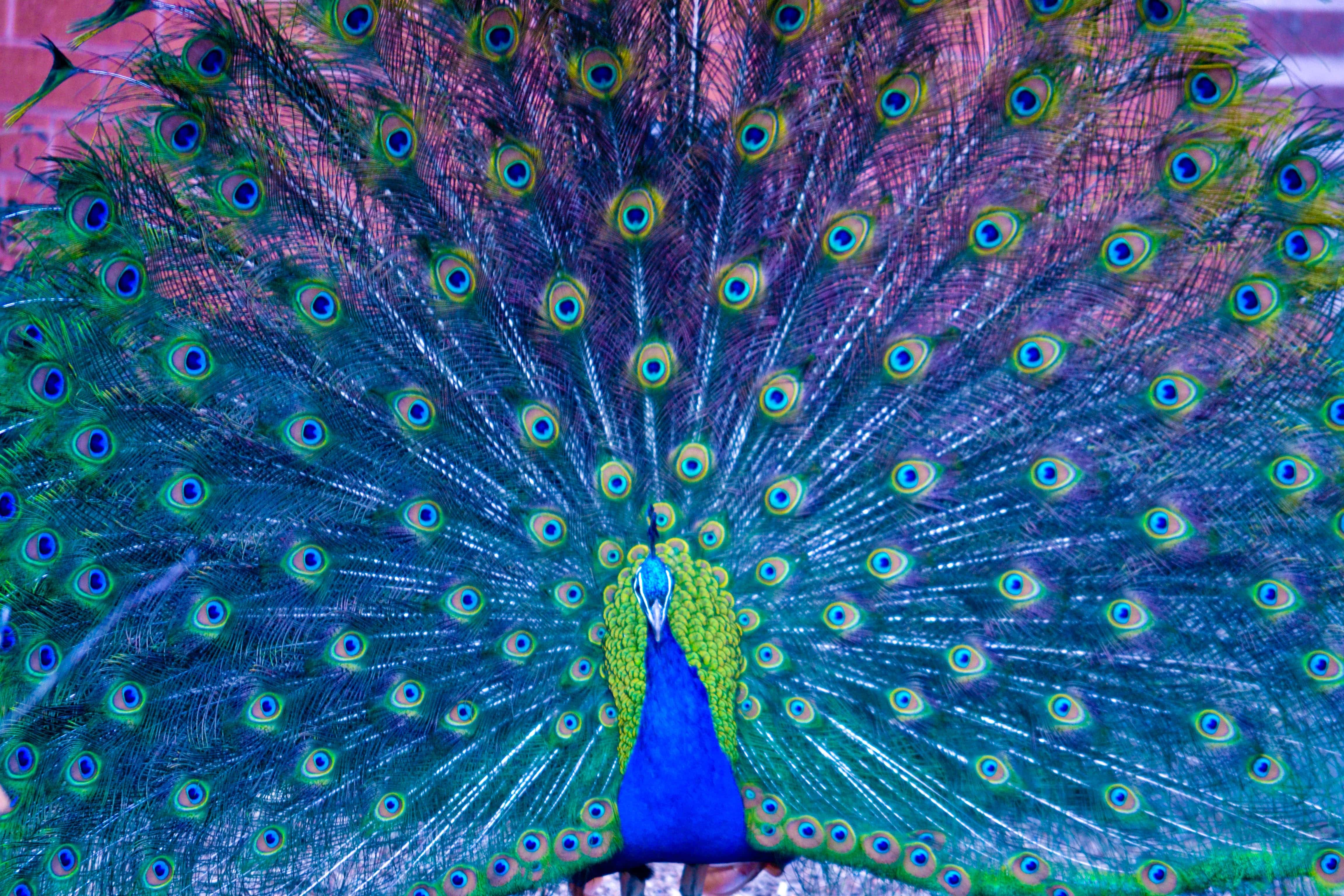 Peacock HD Desktop Wallpaperwallpaper.net