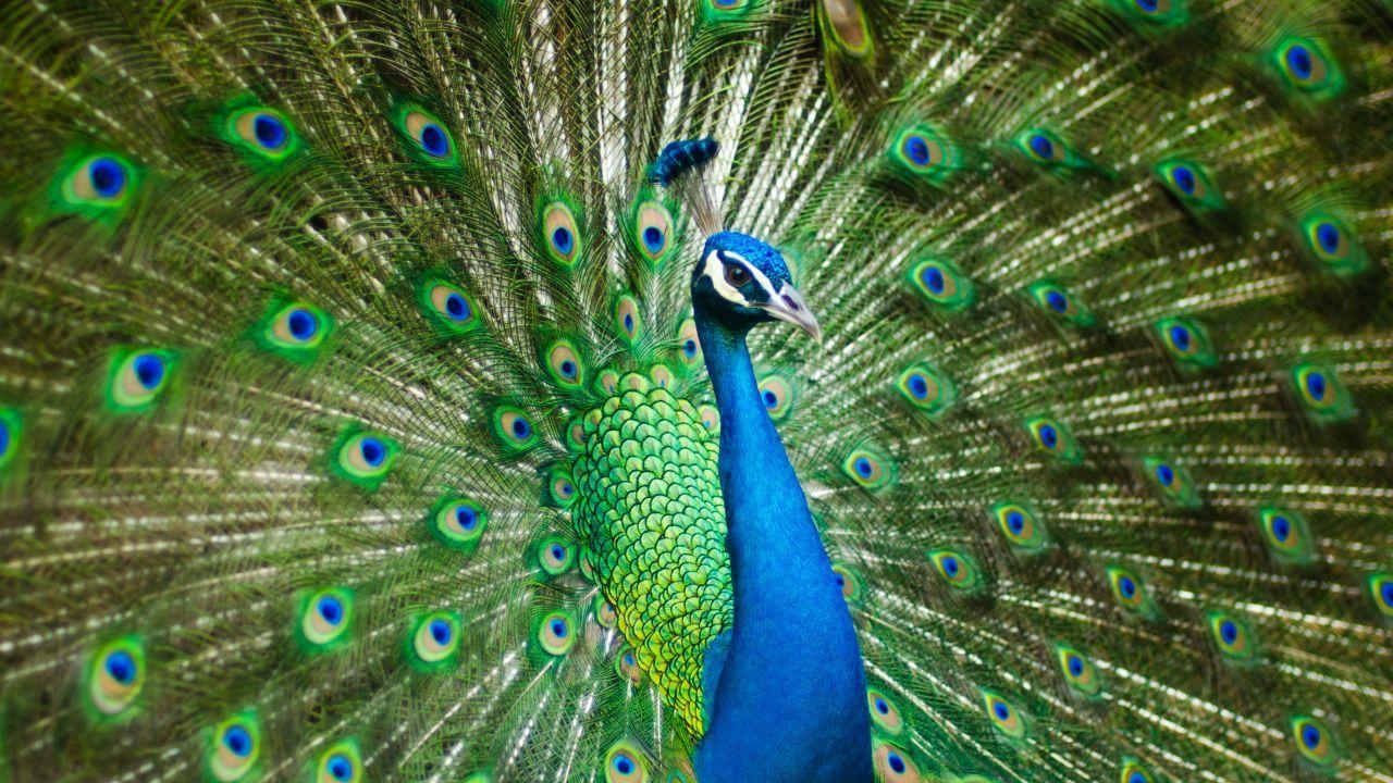 Wallpaper Peacock, Peafowl, HD, 4K, Animals