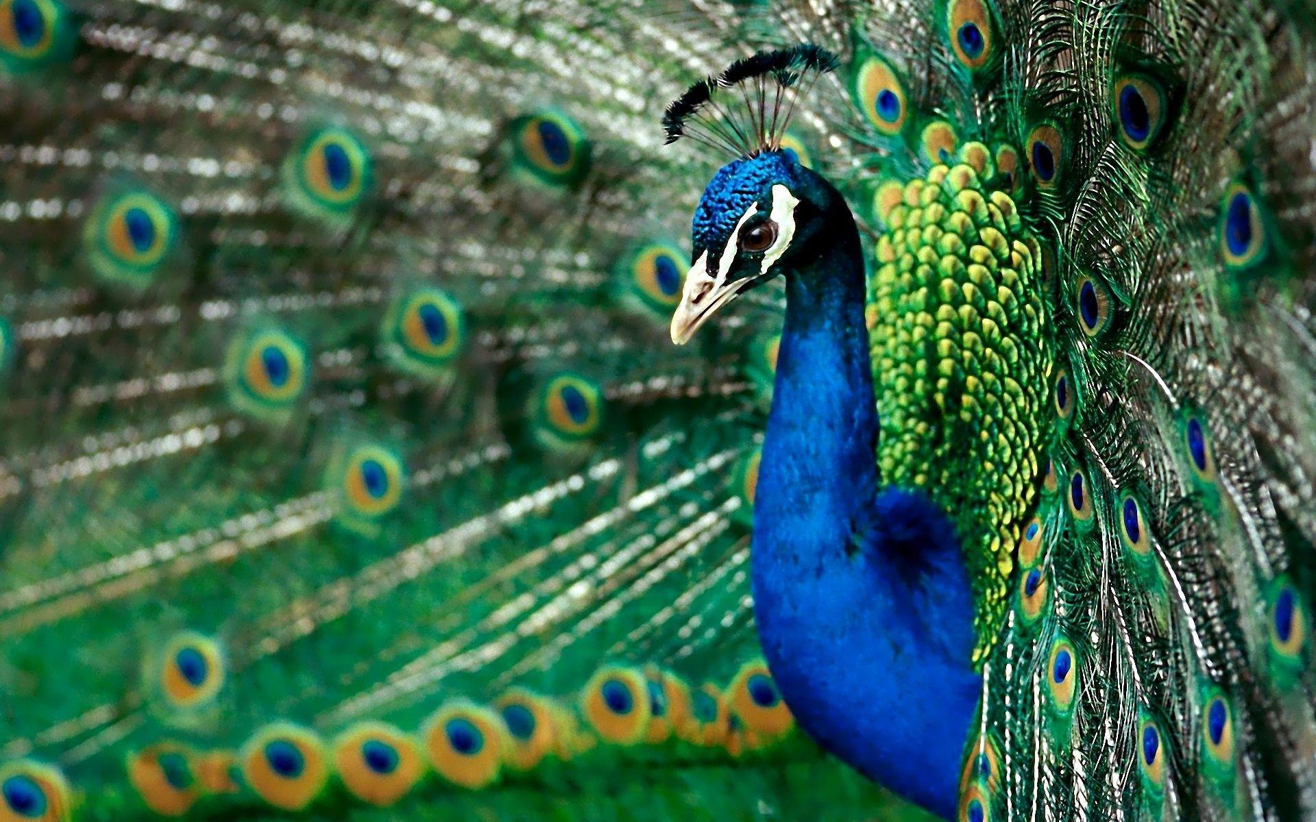 Peacocks image Peacock HD wallpaper and background photo