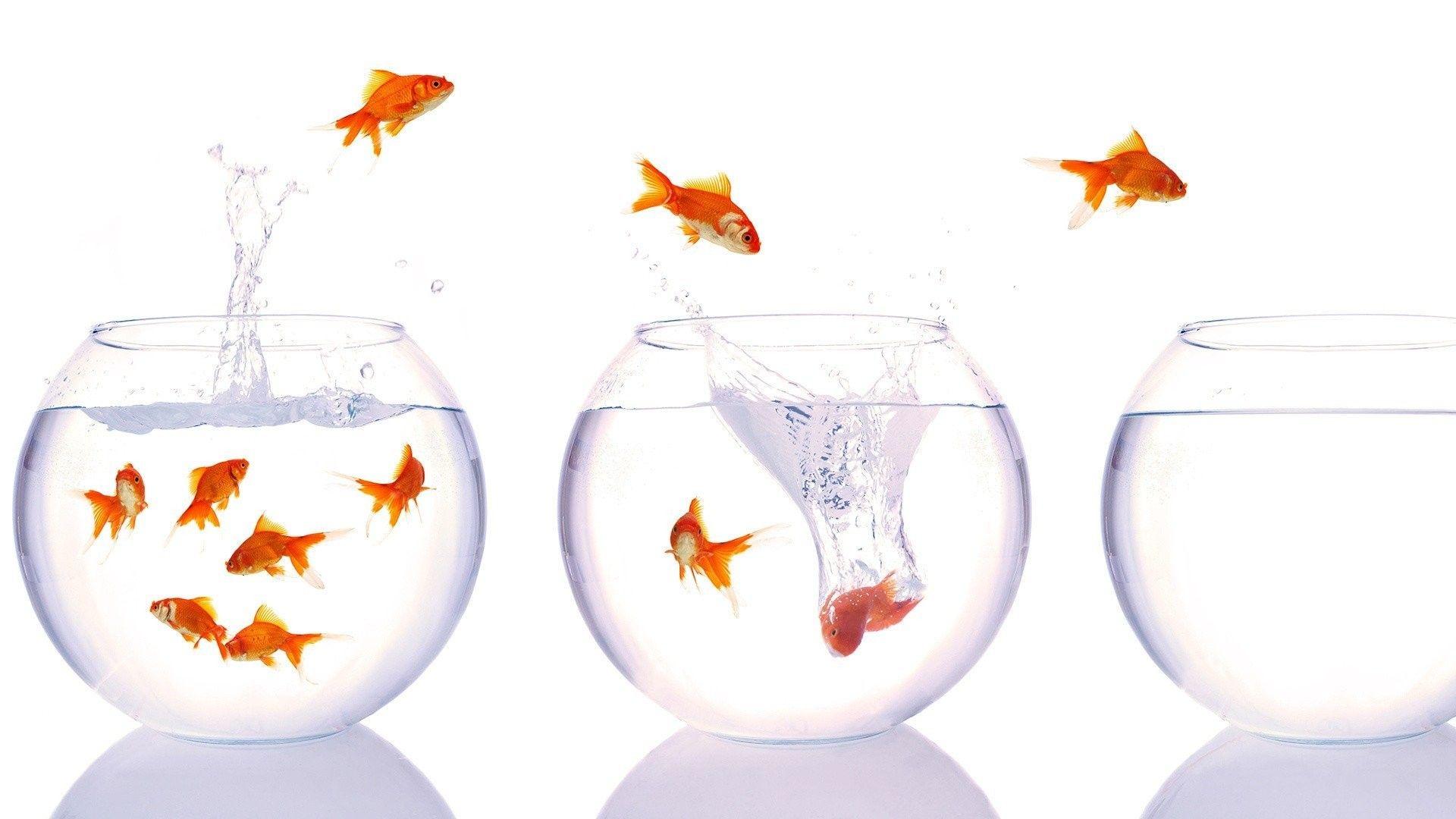 DDDDDD Color wallpaper: Fish Goldfish Bowls Cartoon