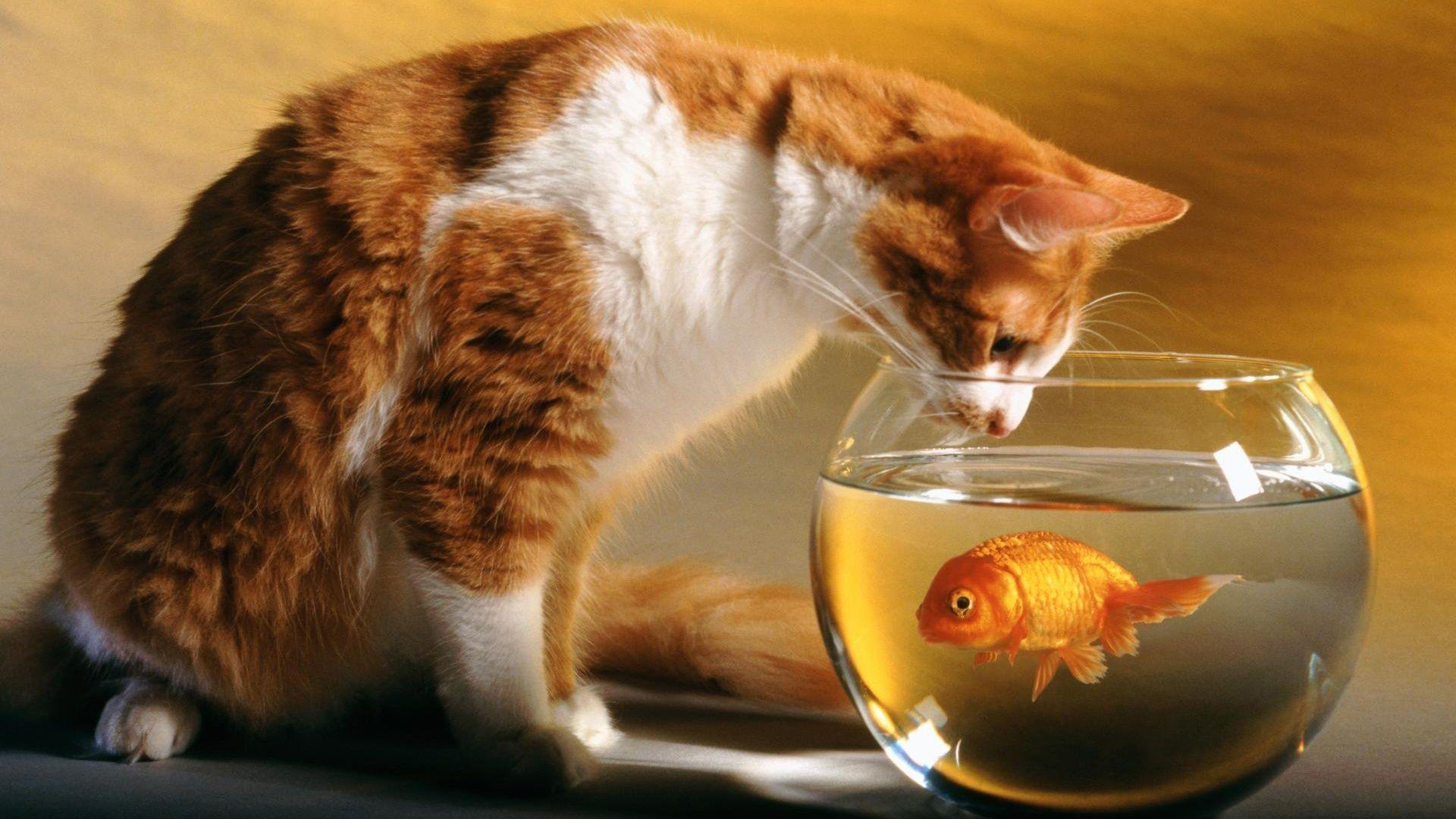 Cat looking at fish in bowl animal picture HD wallpaper animal