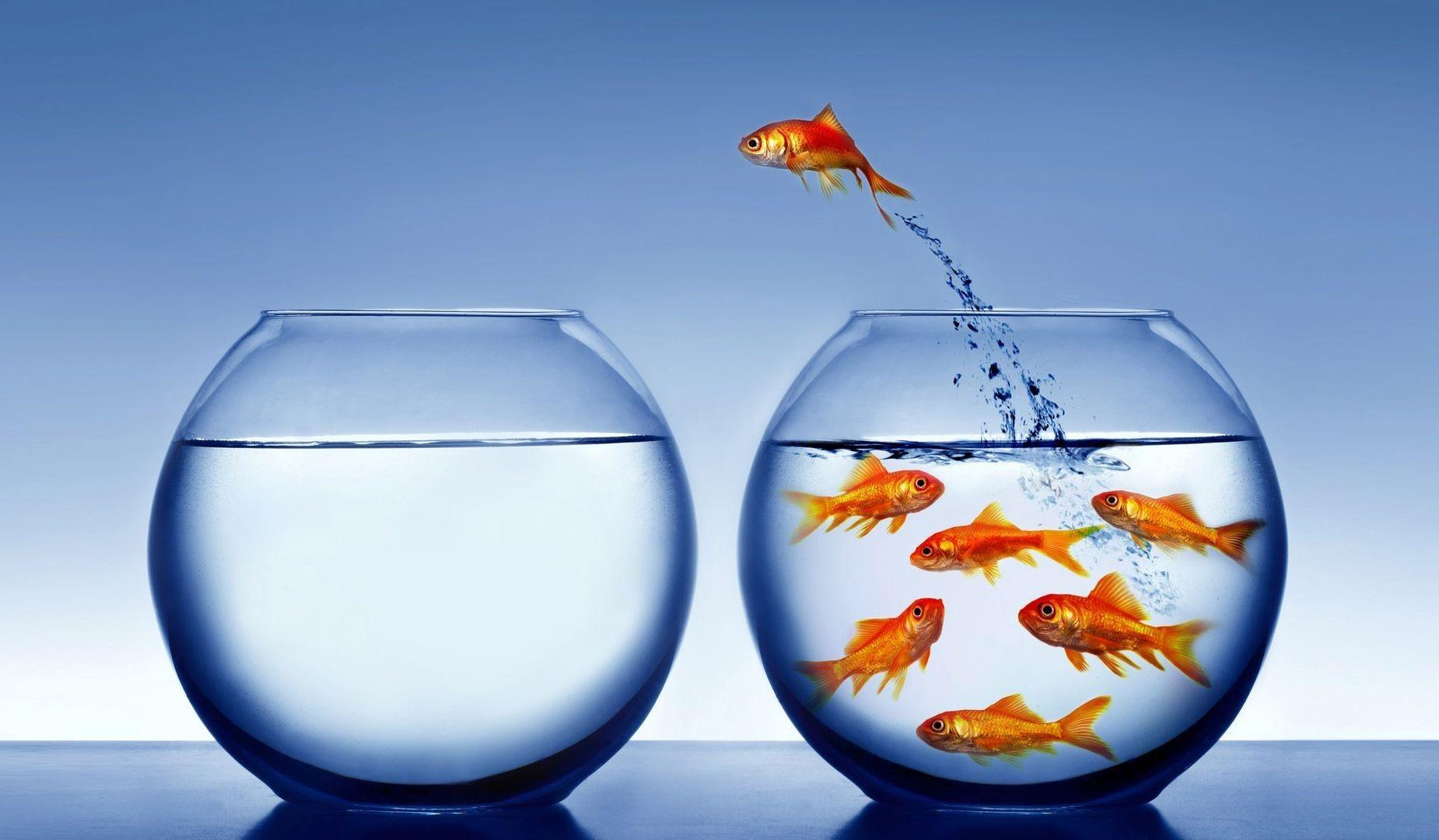HD Bowl Fish Wallpapers Wallpaper Cave