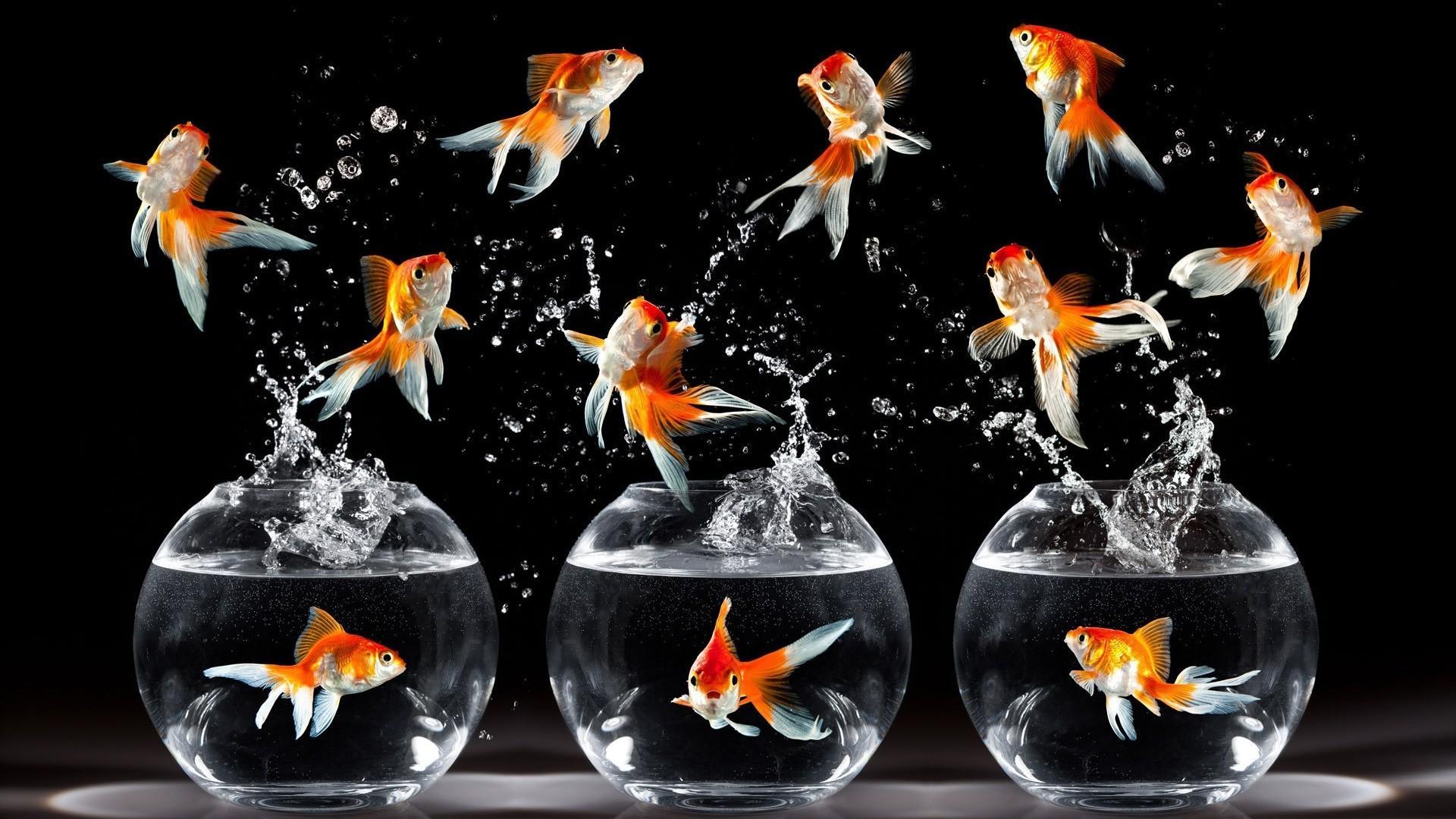 Happy fish goldfish black background bowls wallpaper