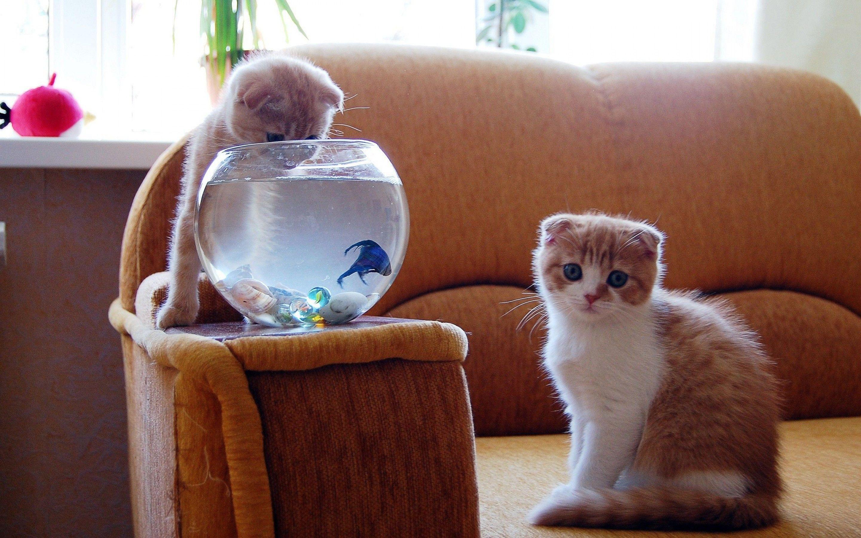 Download the Kitty Fish Bowl Wallpaper, Kitty Fish Bowl iPhone