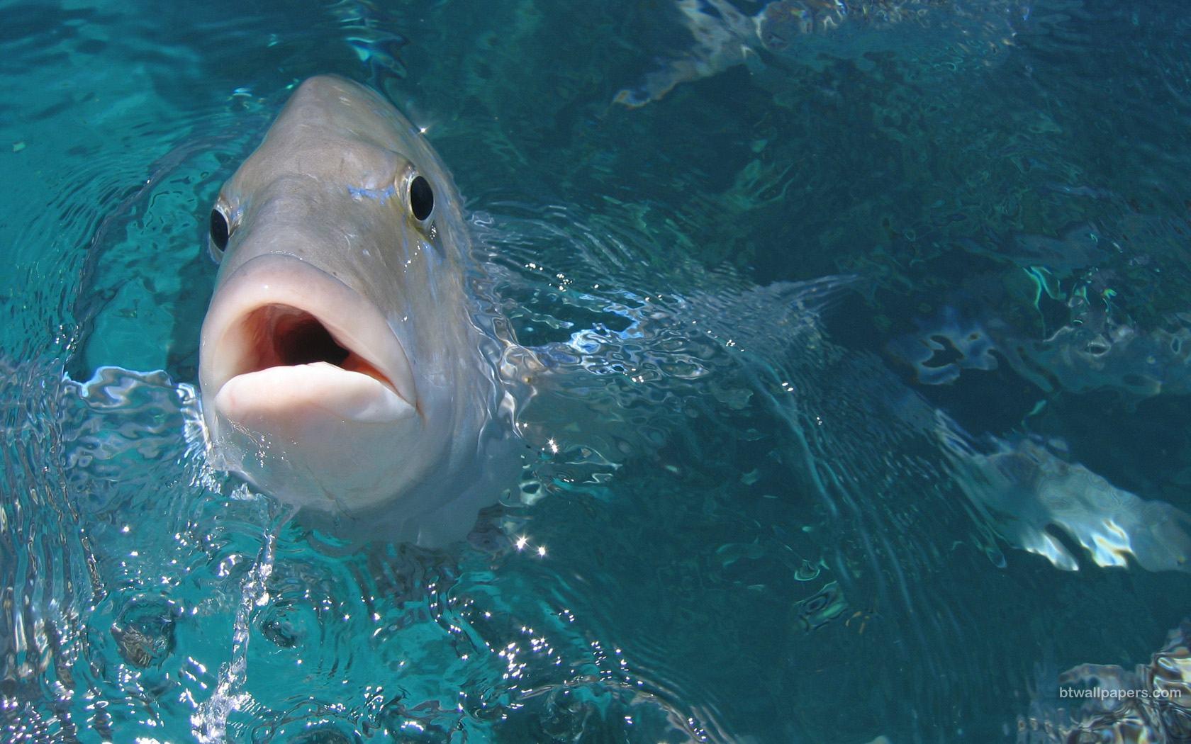 HD Bowl Fish Wallpapers - Wallpaper Cave