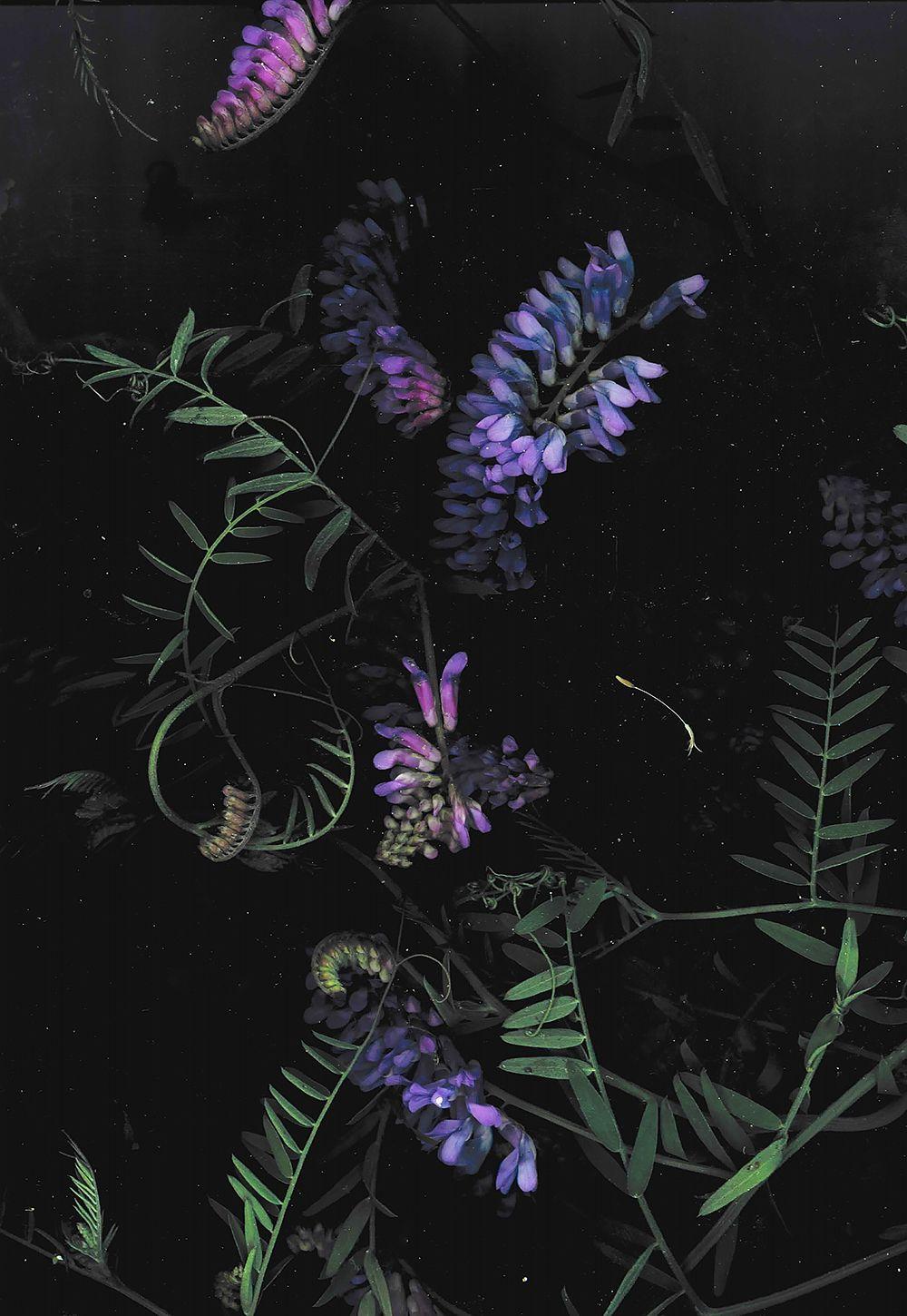 dark floral background (FOR FREE YO)