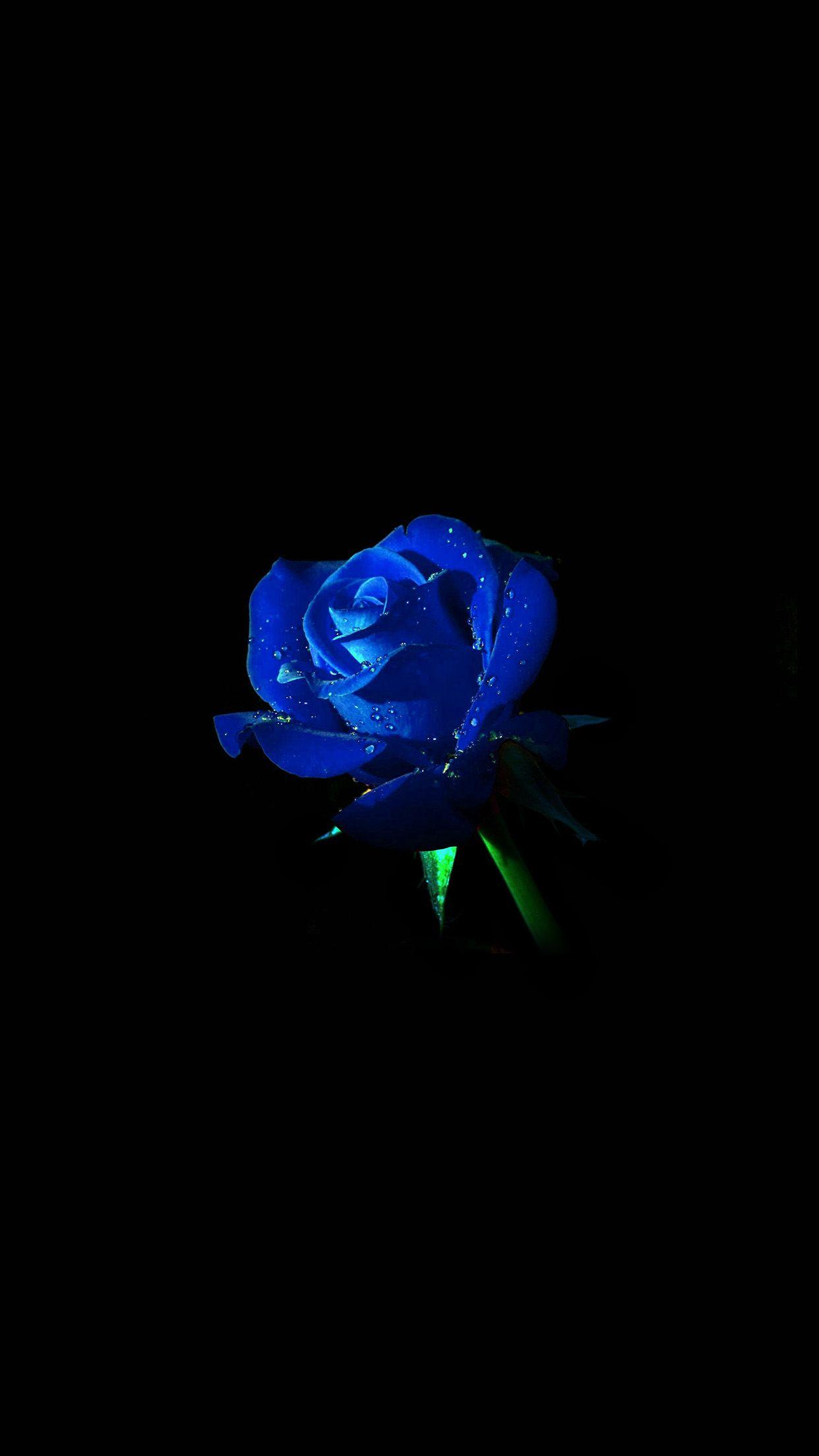 iPhone X wallpaper. blue rose dark