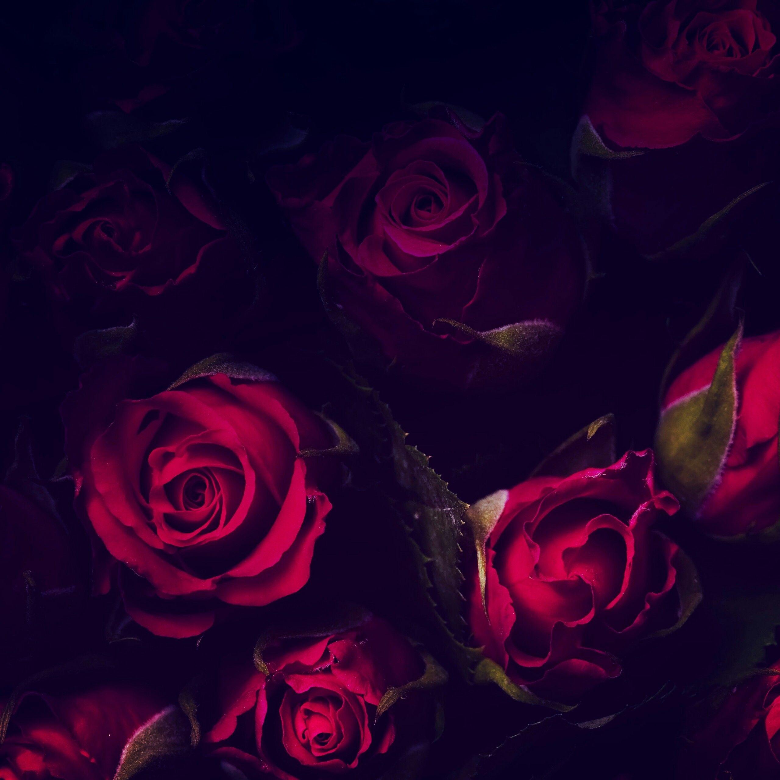 Red Roses In The Dark Flowers QHD Wallpaper