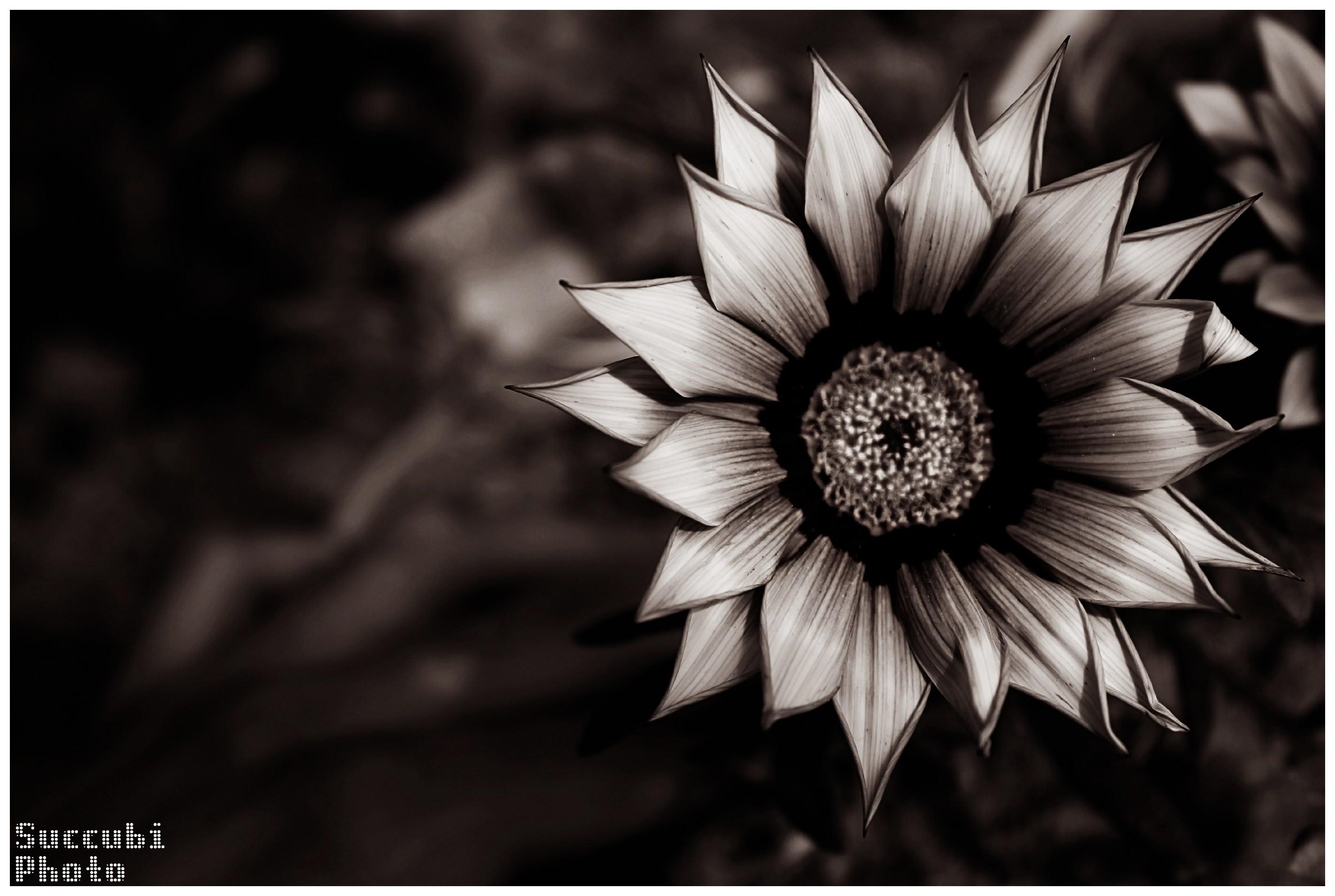 15 Outstanding flower desktop wallpaper dark You Can Download It Free ...
