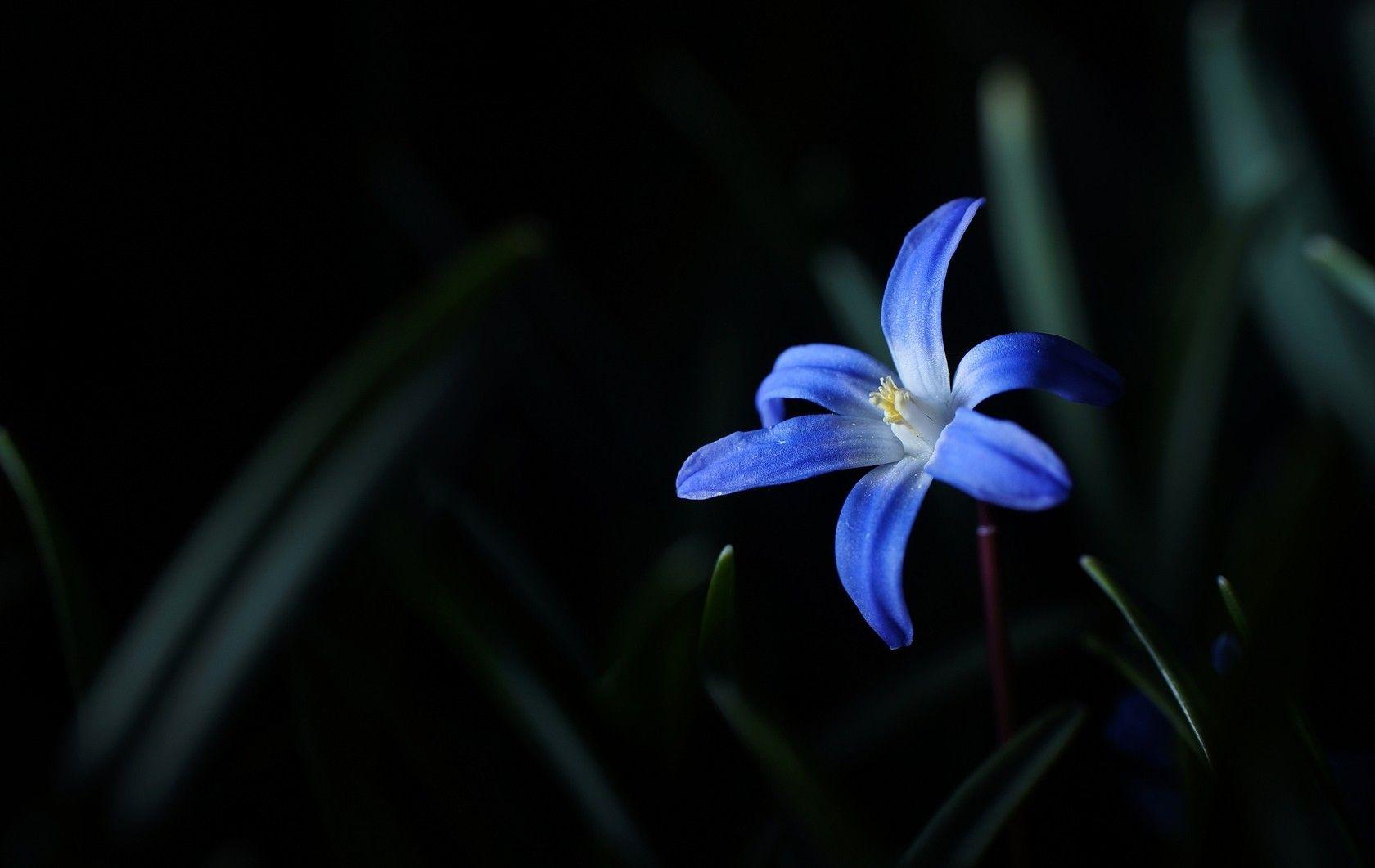 Blue Flowers Leaves Flower Dark iPhone 5 Wallpaper HD Flowers