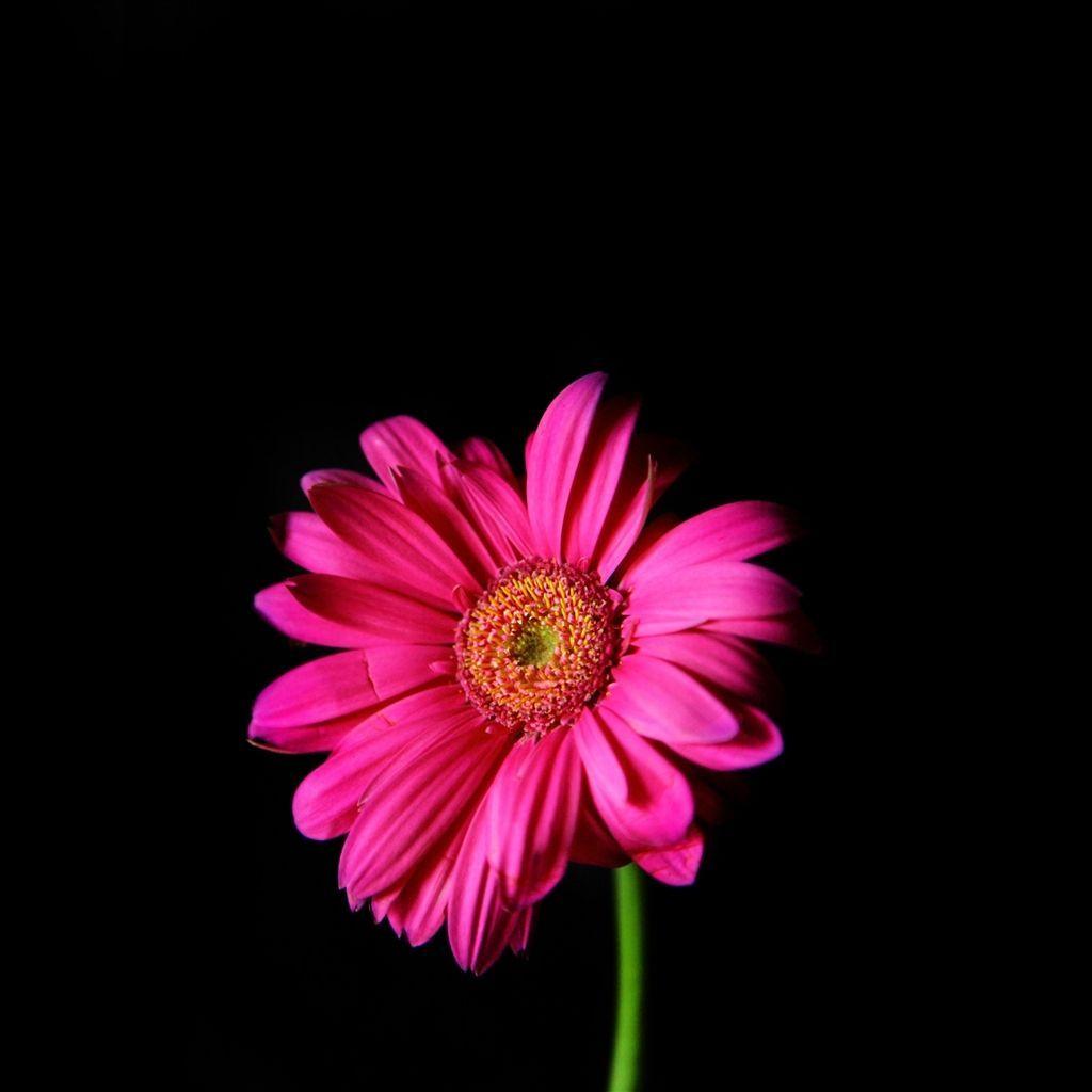 Flower In The Dark Macro #iPad #Air #Wallpaper. Retina iPad