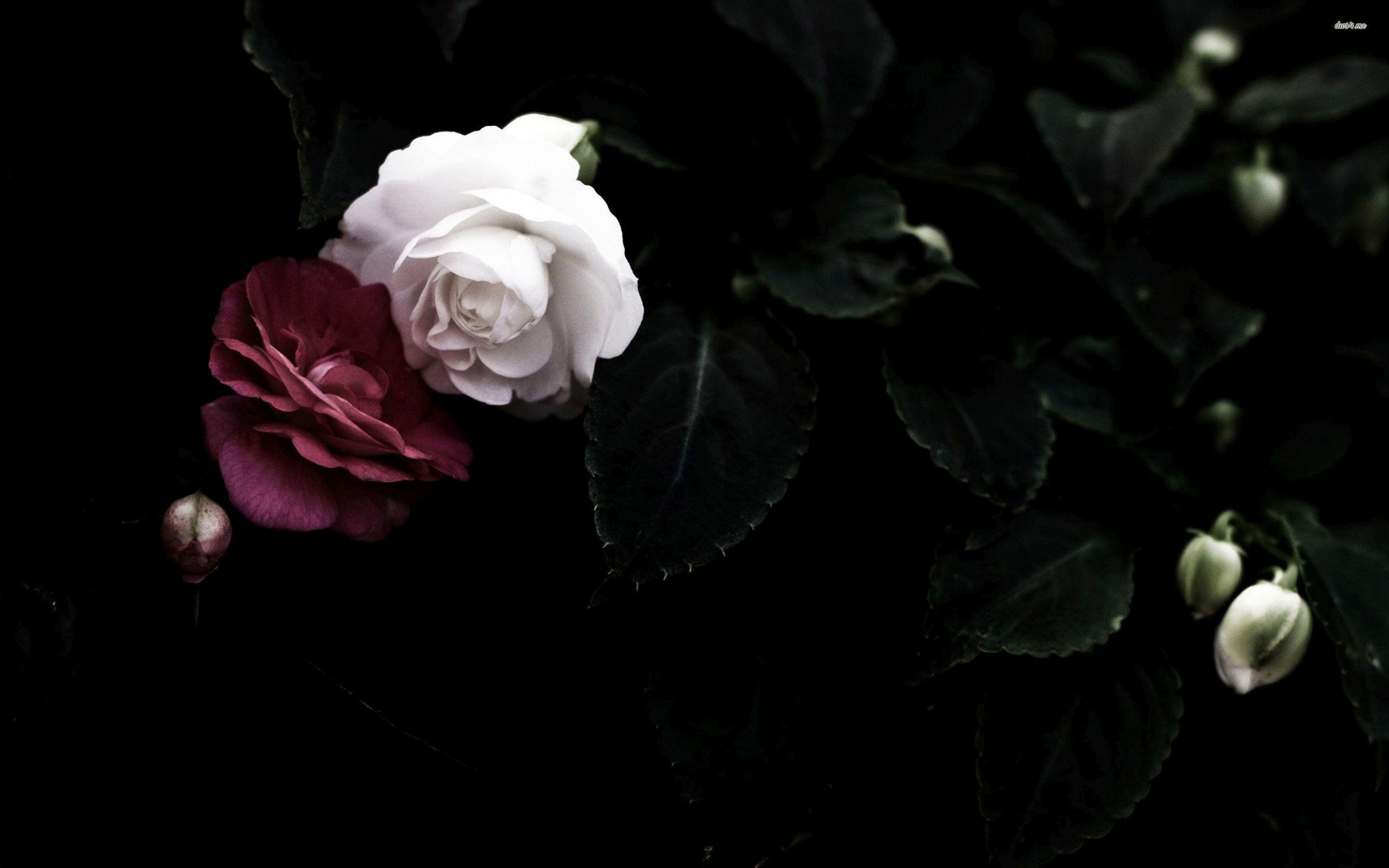 Flowers Darkness Wallpaper. Image Wallpaper Collections