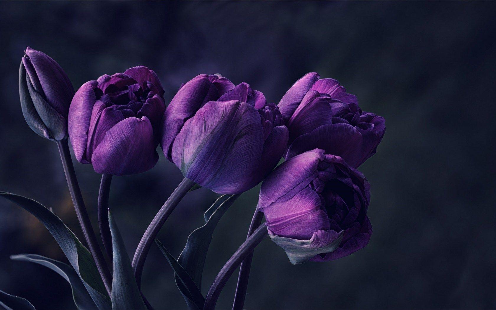 Mystery Flower Night Dark Tulips Purple Petals Photo