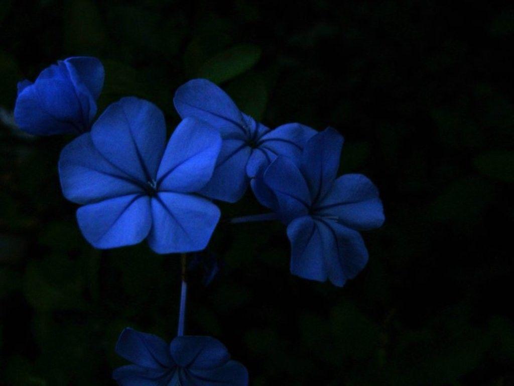 Blue Pretty Flower Dark Flowers Nature Midnight Wallpaper Download