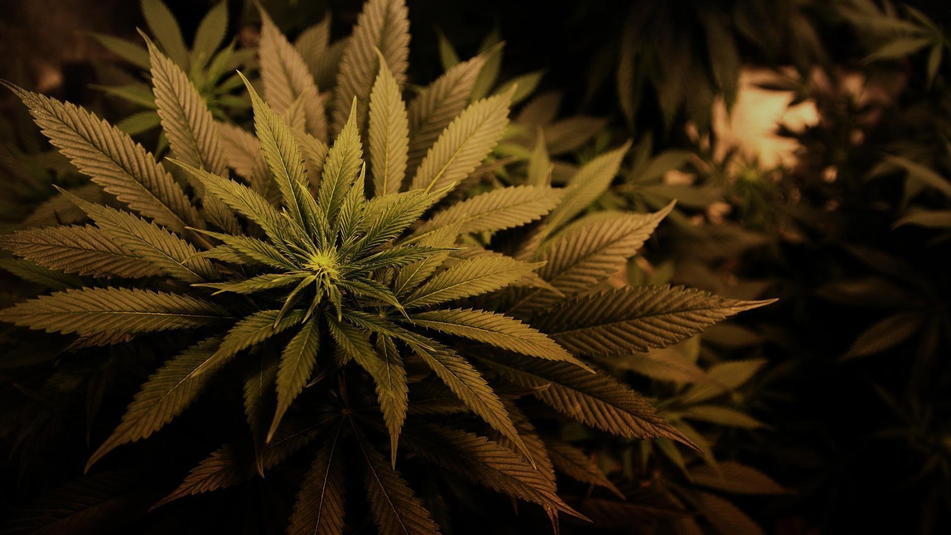 Marihuana trava droge slike za desktop i pozadinu. Slike za Desktop