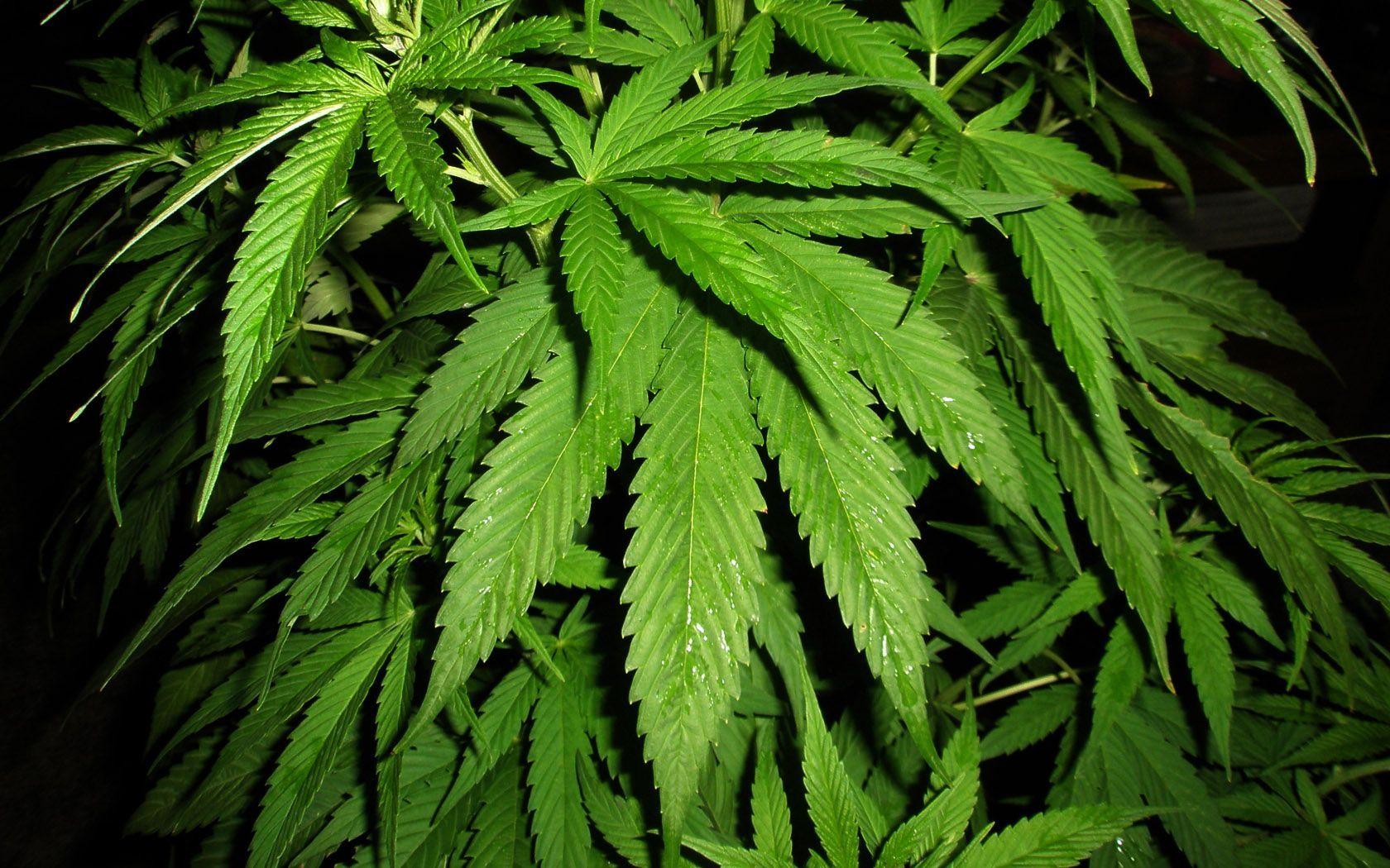 Hemp cannabis Marijuana wallpaper and image. Windows