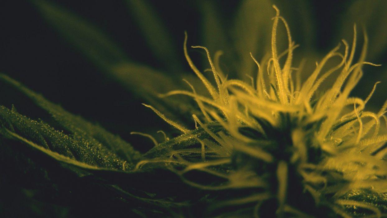Drugs marijuana plants wallpaperx1080