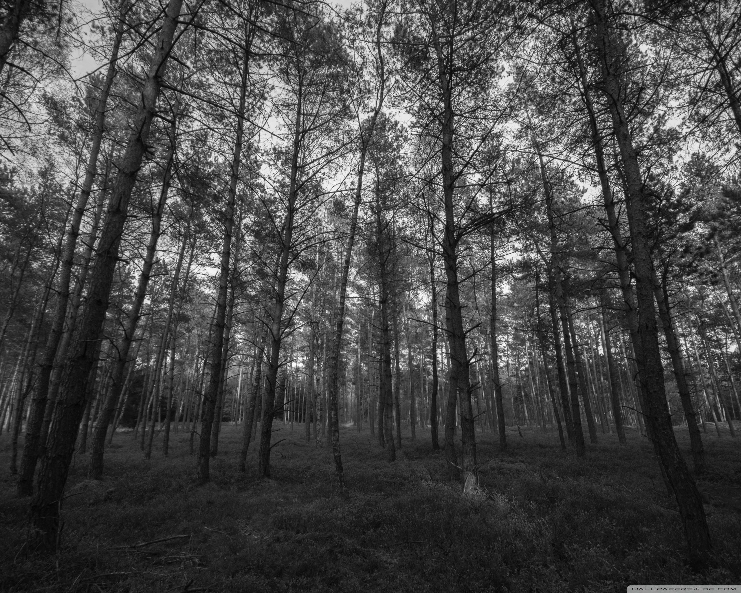 Forest Black and White ❤ 4K HD Desktop Wallpaper for 4K Ultra HD TV