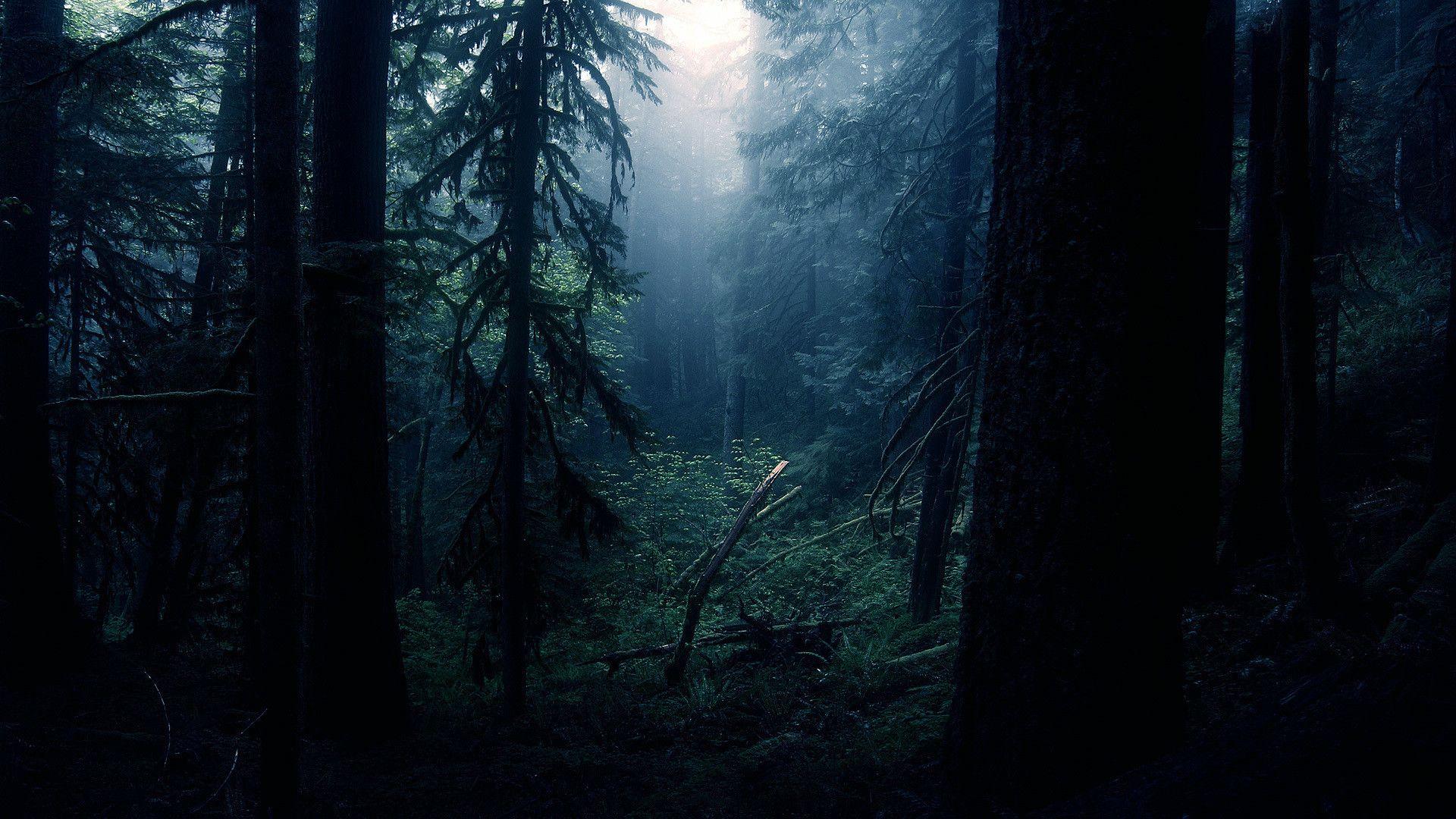 Dark Forest Wallpaper
