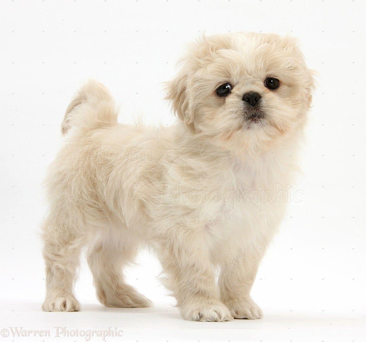 WP38134 Cream Shih Tzu Pup, Lilly, 7 Weeks Old, Standing. Puppies