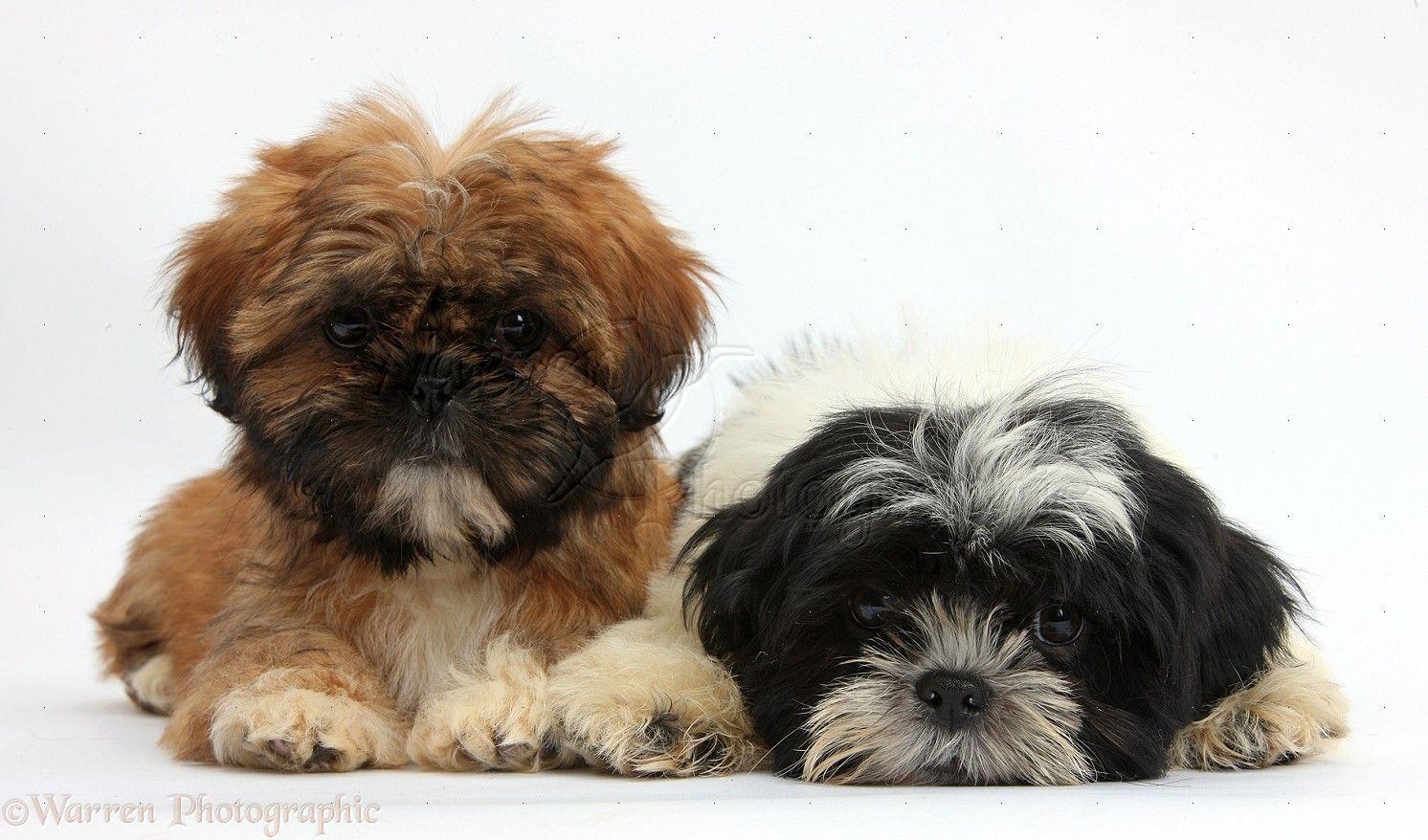 Dogs: Brown And Black And White Shih Tzu Puppies Photo WP37966