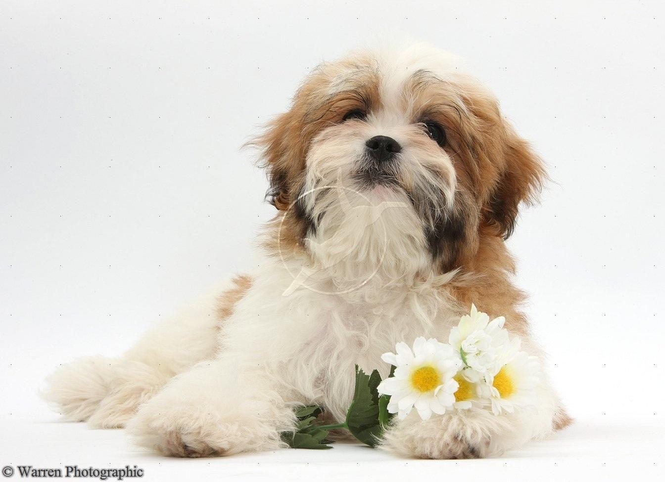 Maltese Shih Tzu Pup With Flowers White Background. Dogs are Best