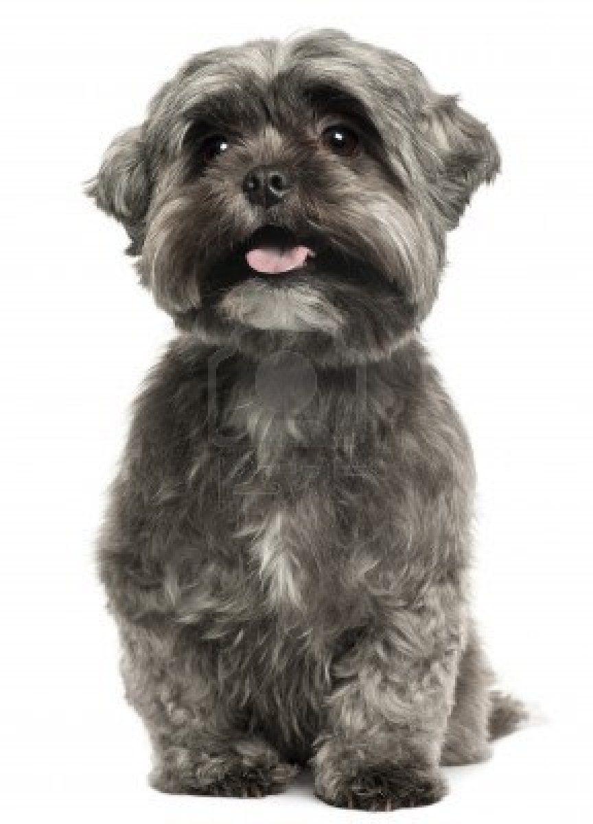 8651306 Shih Tzu Panting 3 Years Old Sitting In Front Of