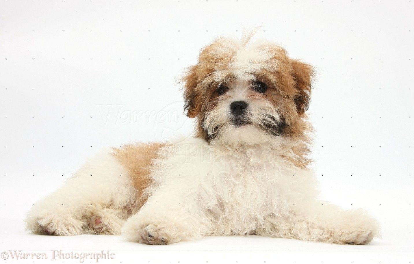 Dog: Maltese x Shih tzu pup photo WP35248