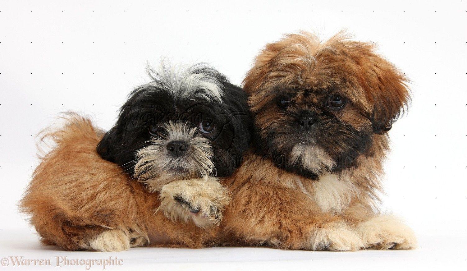 Dogs: Brown And Black And White Shih Tzu Puppies Photo WP38315