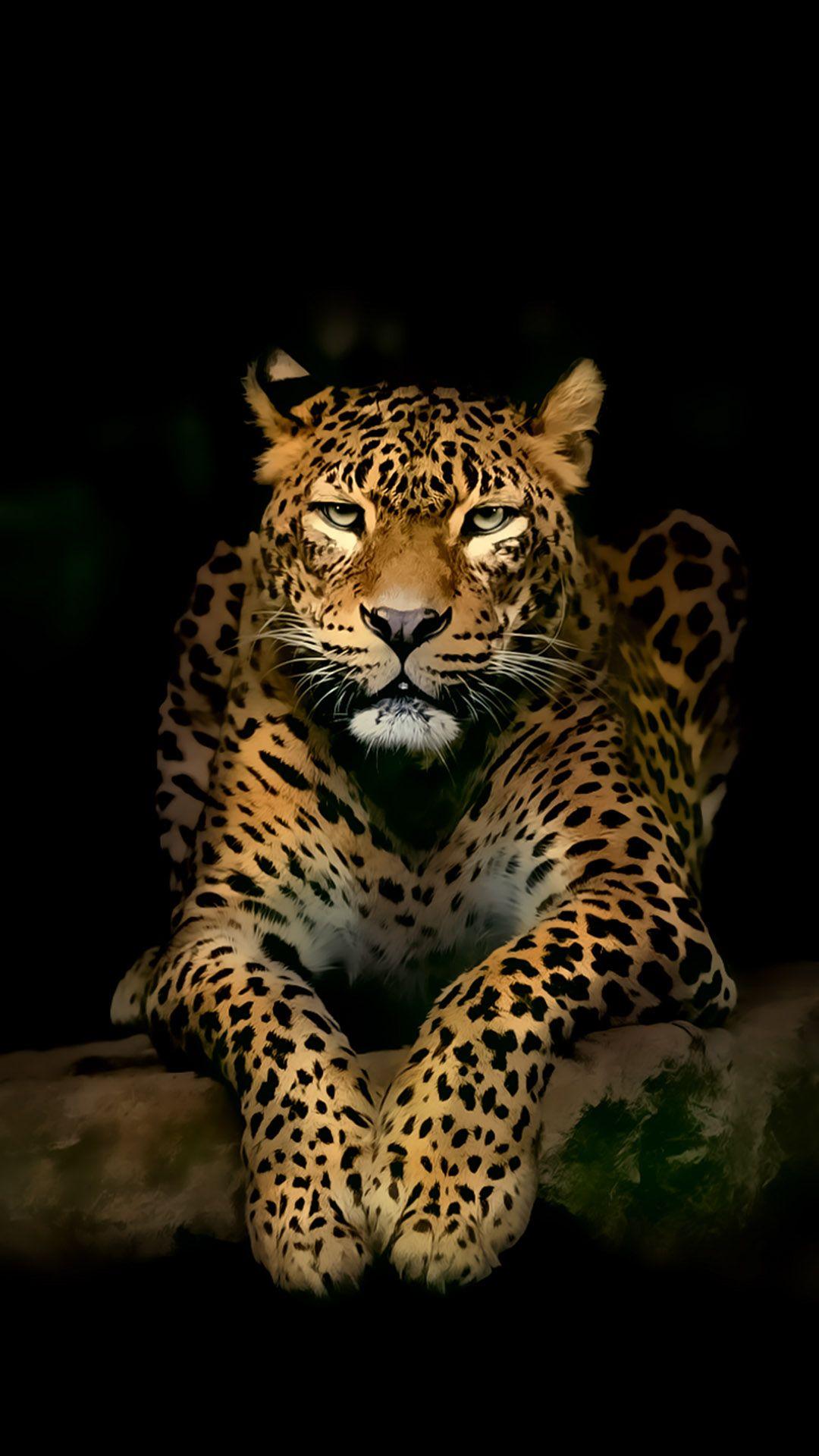 Serious Leopard 3D Spots Illustration Wild Animal Android