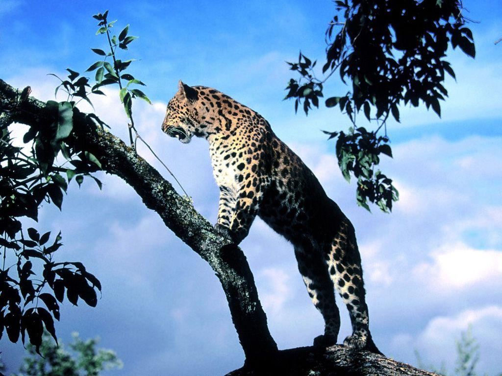 Wallpapers 3D Leopard - Wallpaper Cave