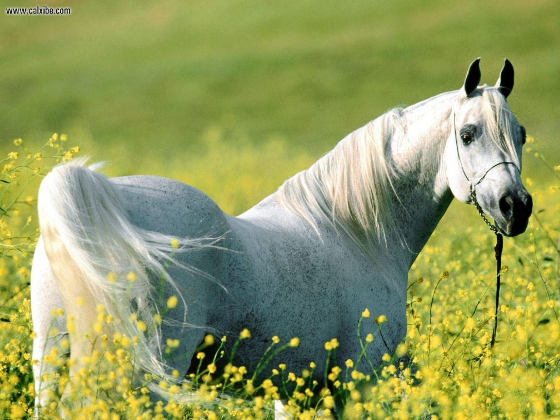 Arabian Horse HD Desktop Wallpaper 2434