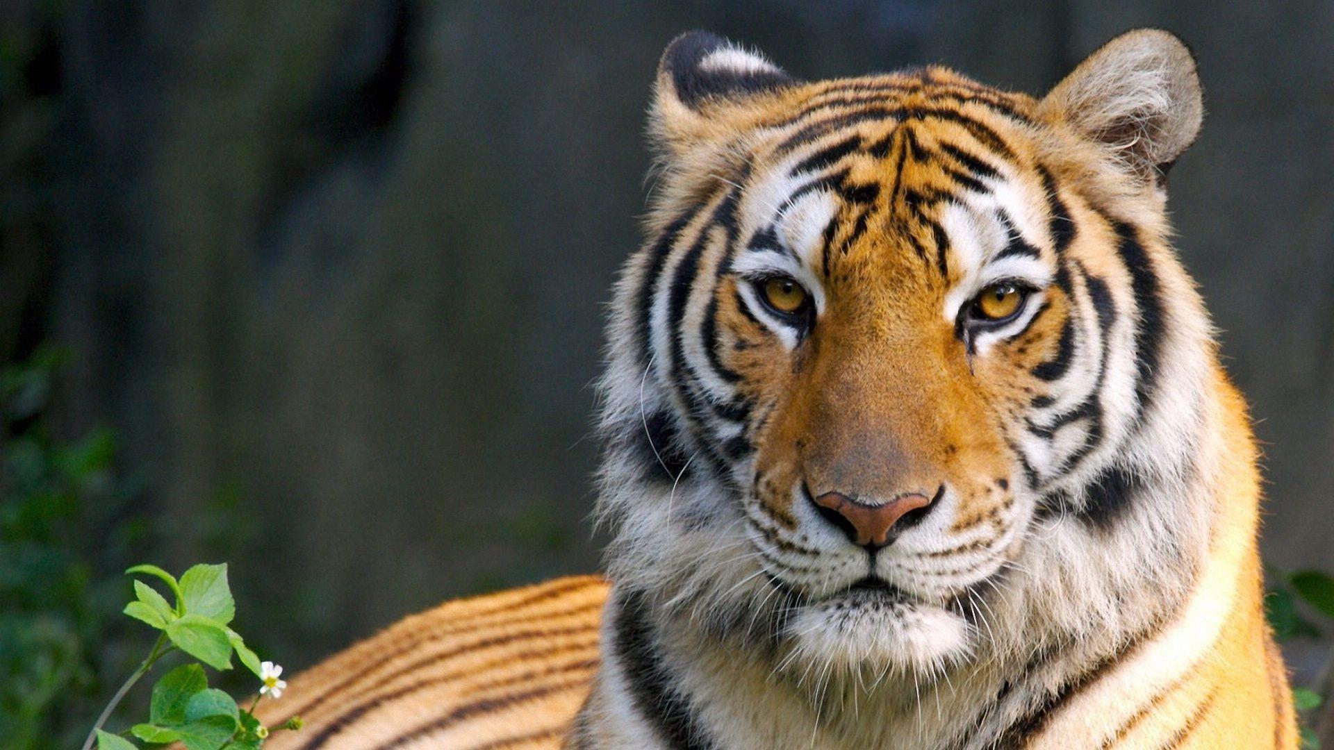 HD Bengal Tiger Background