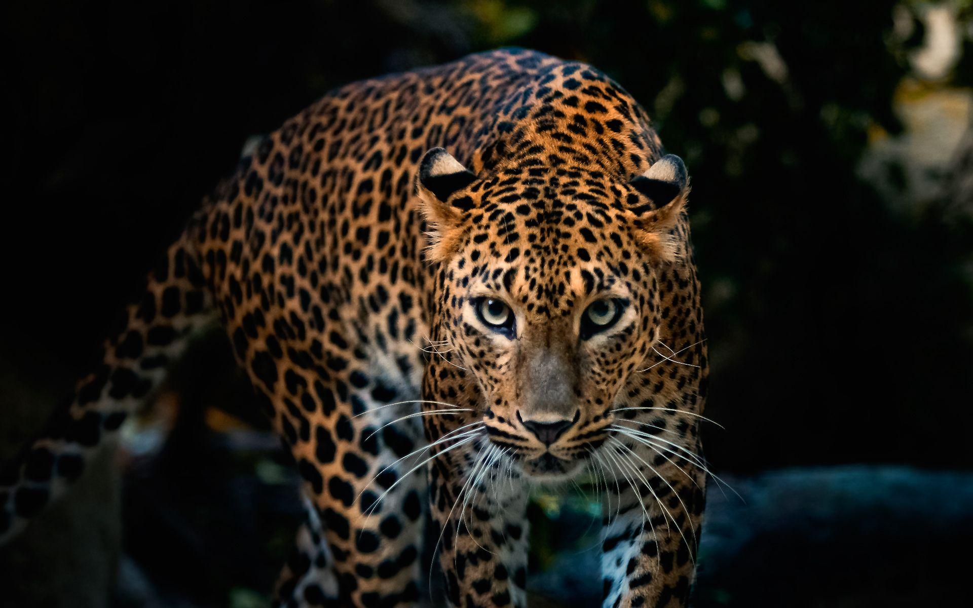 Leopard HD Wallpaper, Background Image